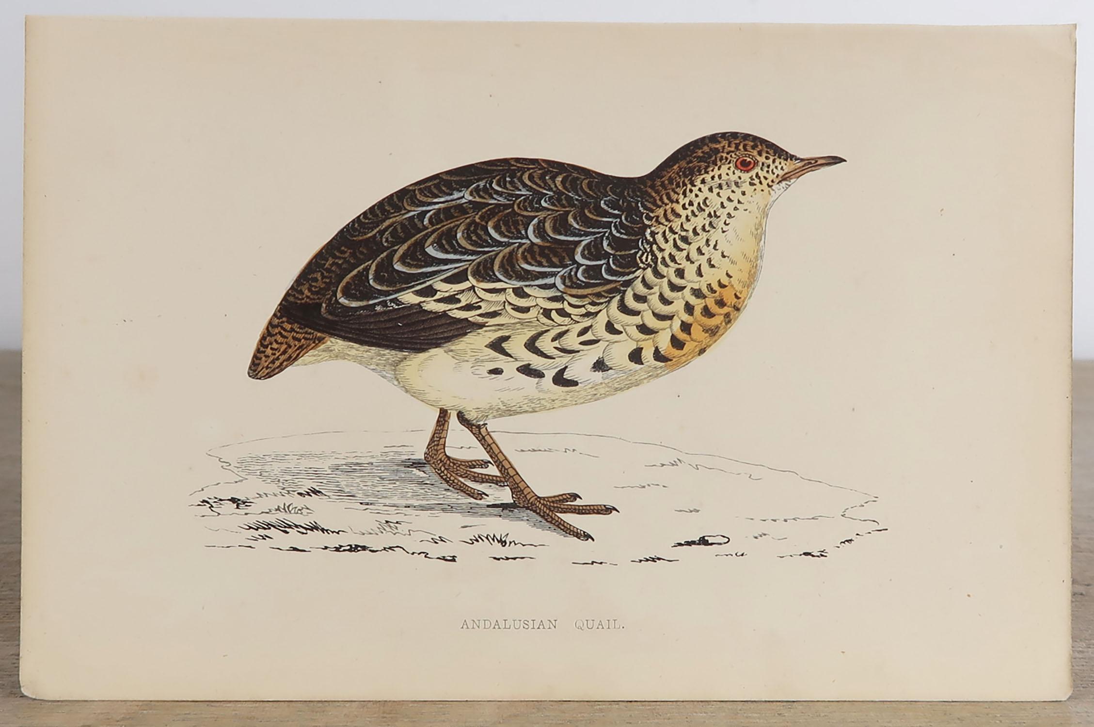 Set of 10 Original Antique Prints of Game Birds, circa 1870 3