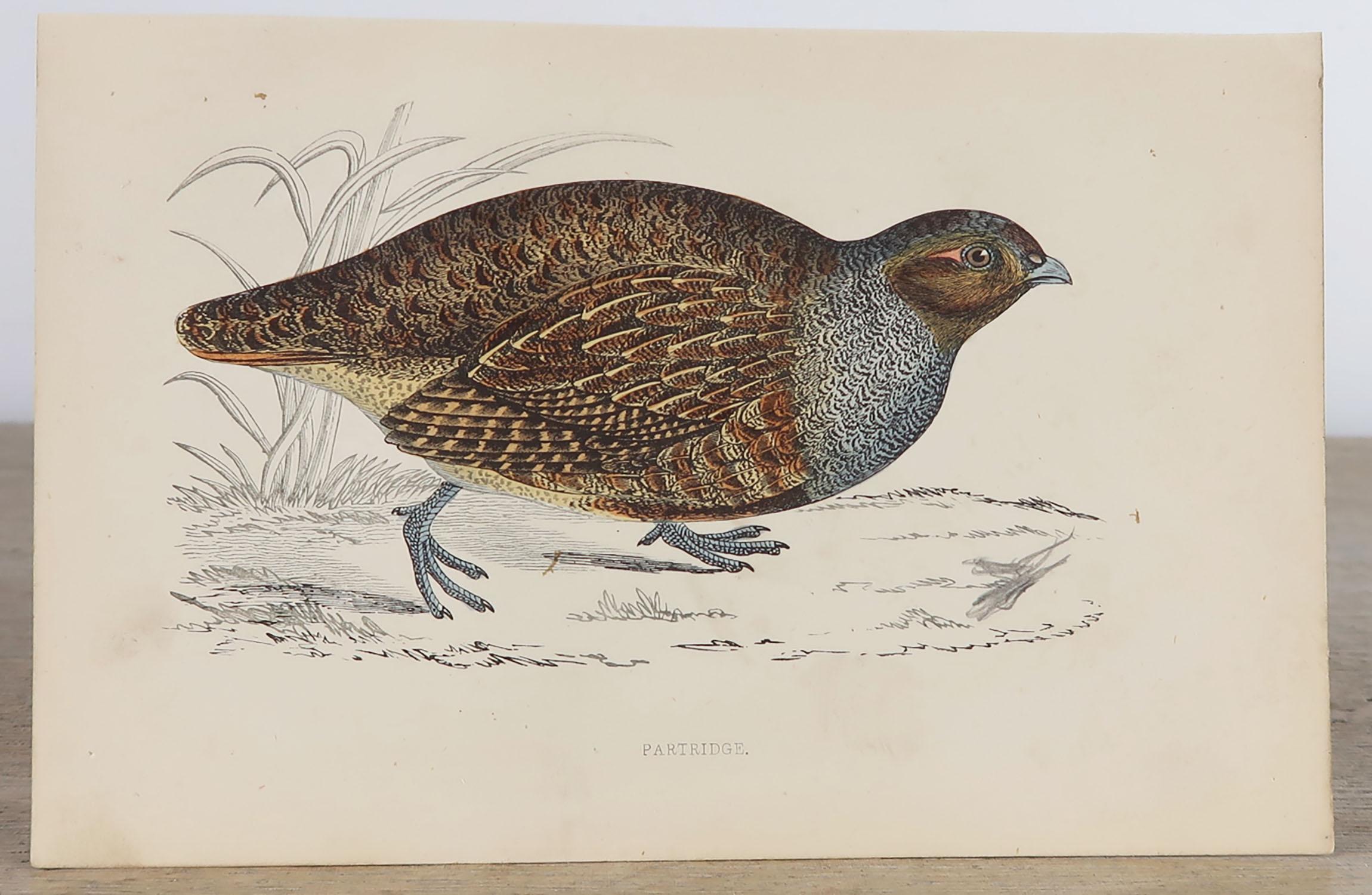 Folk Art Set of 10 Original Antique Prints of Game Birds, circa 1870