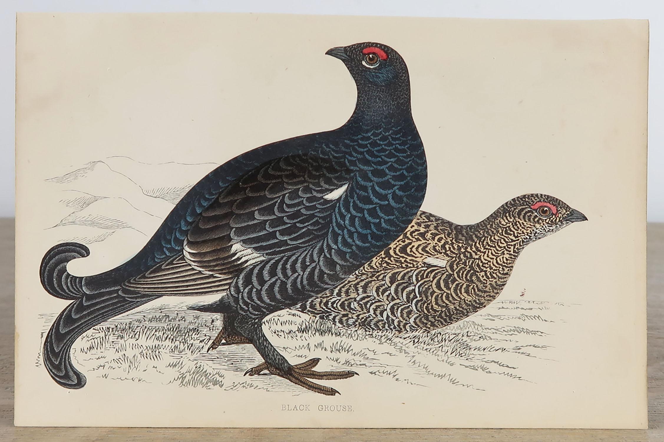 English Set of 10 Original Antique Prints of Game Birds, circa 1870