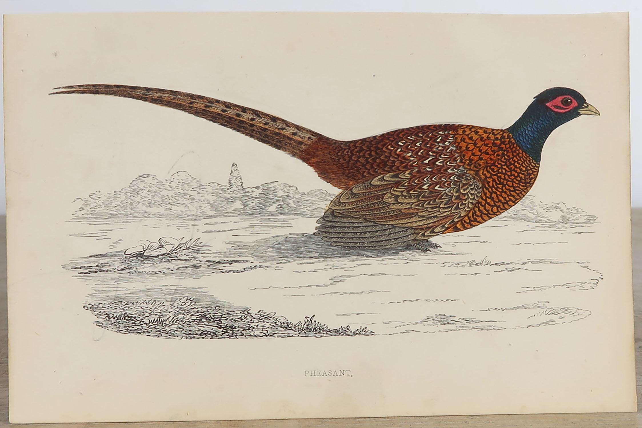 Other Set of 10 Original Antique Prints of Game Birds, circa 1870