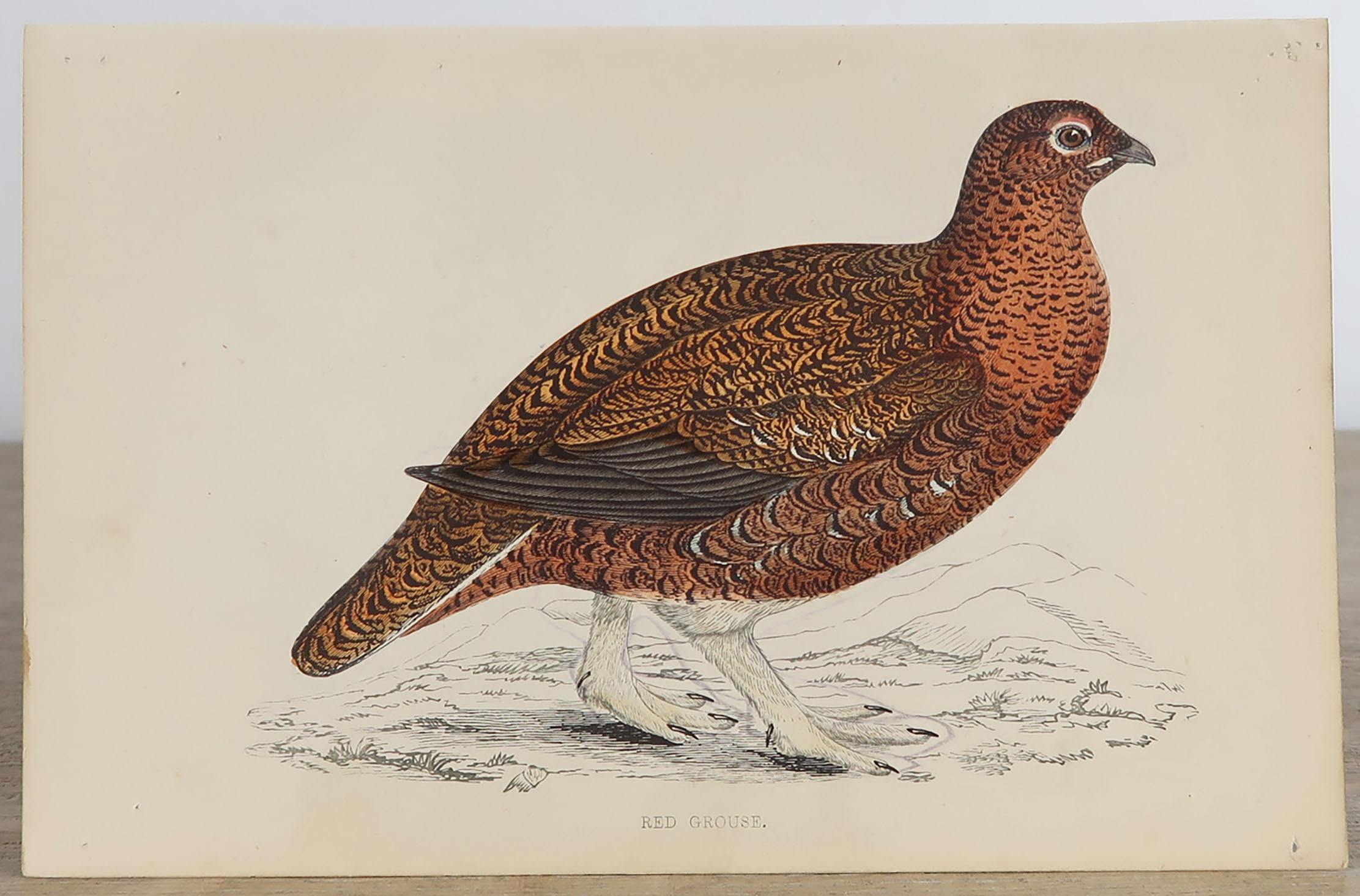 Set of 10 Original Antique Prints of Game Birds, circa 1870 In Good Condition In St Annes, Lancashire