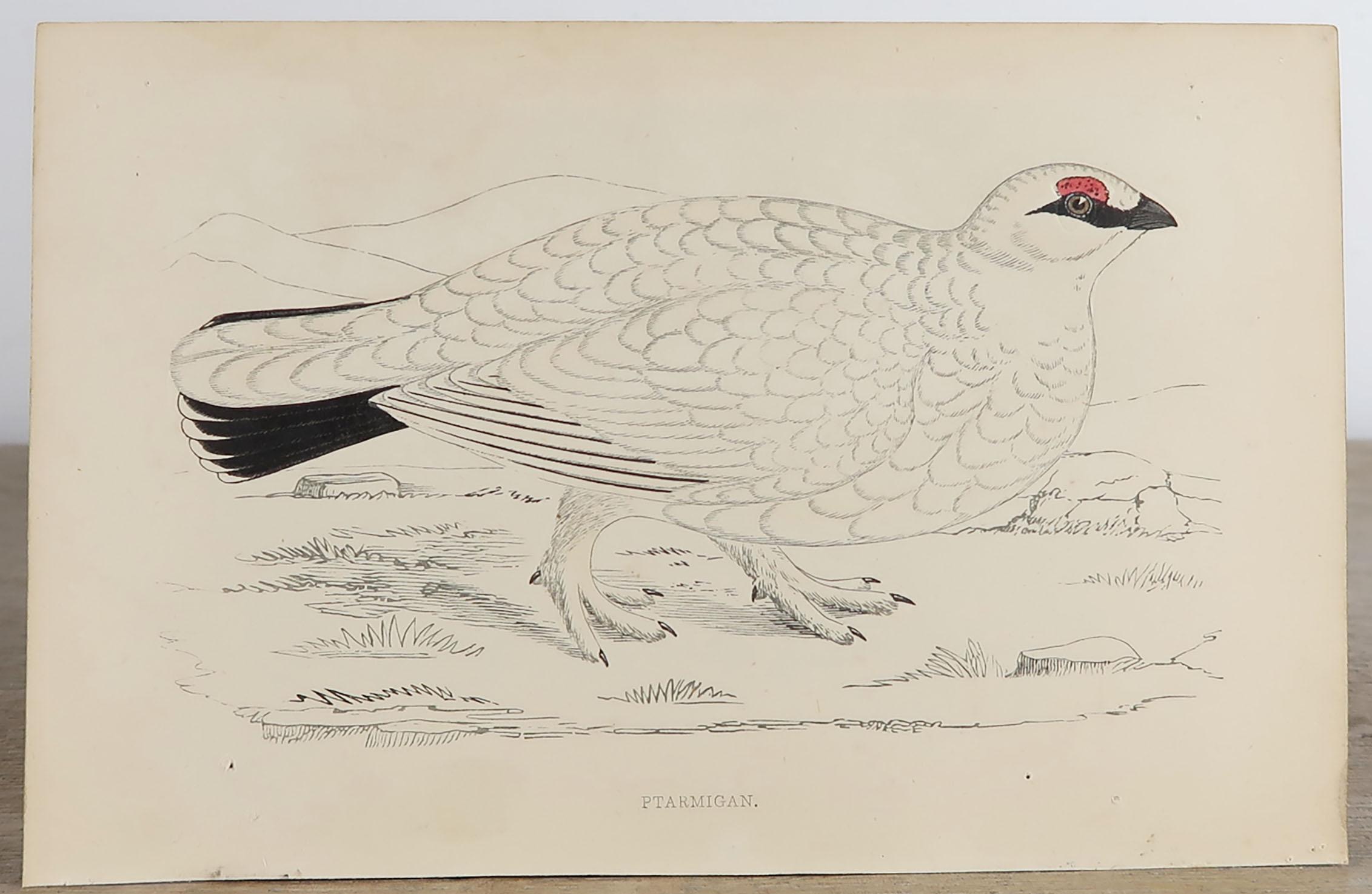 Late 19th Century Set of 10 Original Antique Prints of Game Birds, circa 1870