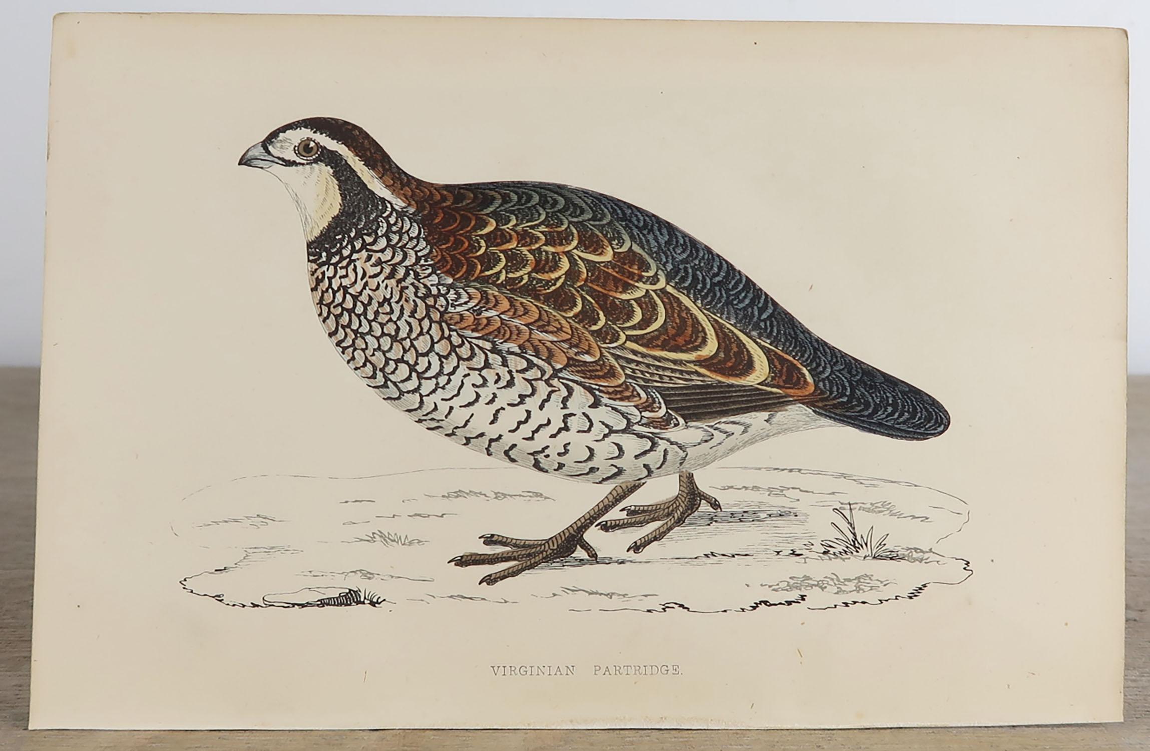 Set of 10 Original Antique Prints of Game Birds, circa 1870 1