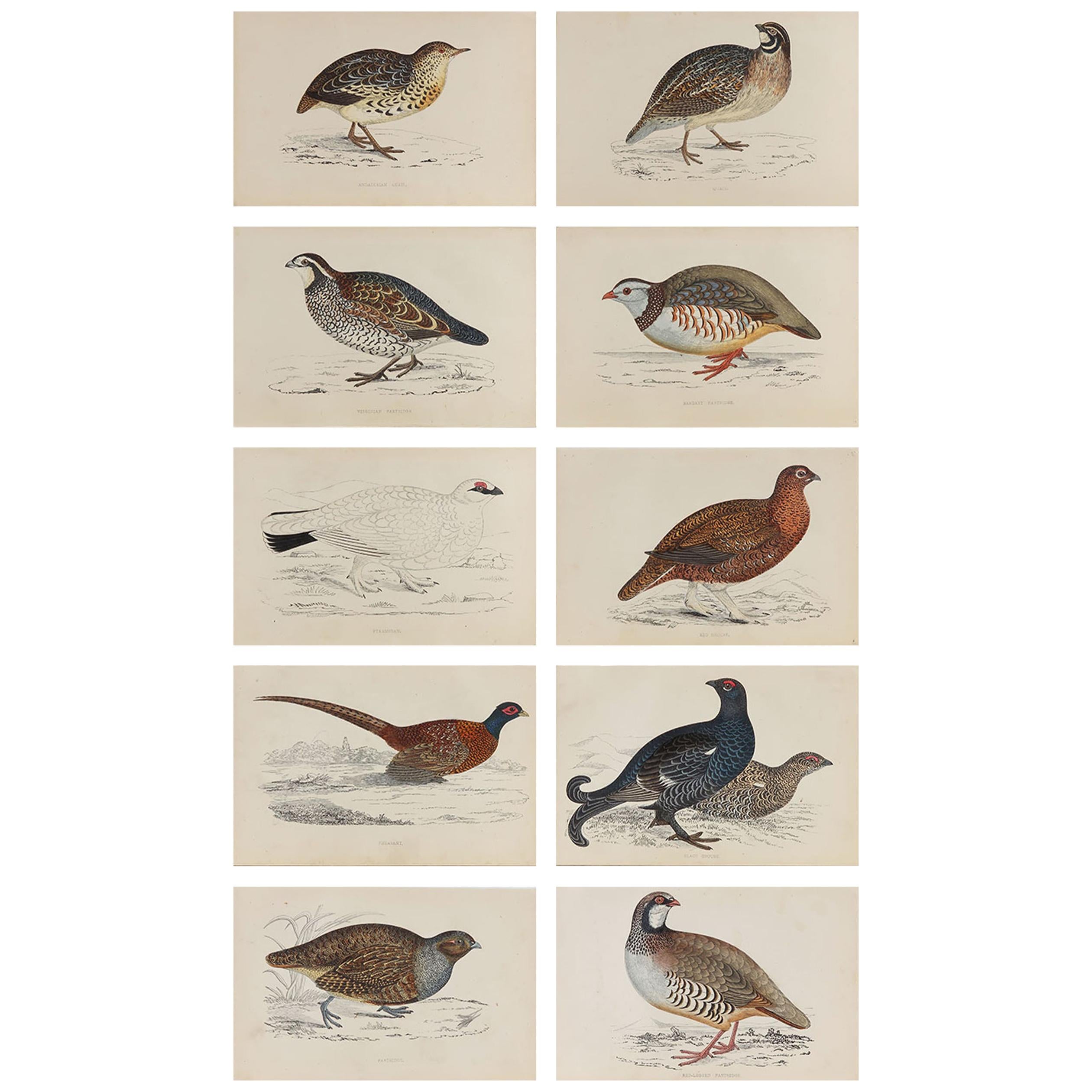 Set of 10 Original Antique Prints of Game Birds, circa 1870