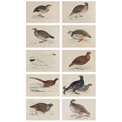 Set of 10 Original Antique Prints of Game Birds, circa 1870