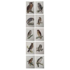 Set of 10 Original Antique Prints of Owls After Francis Lydon, C.1880