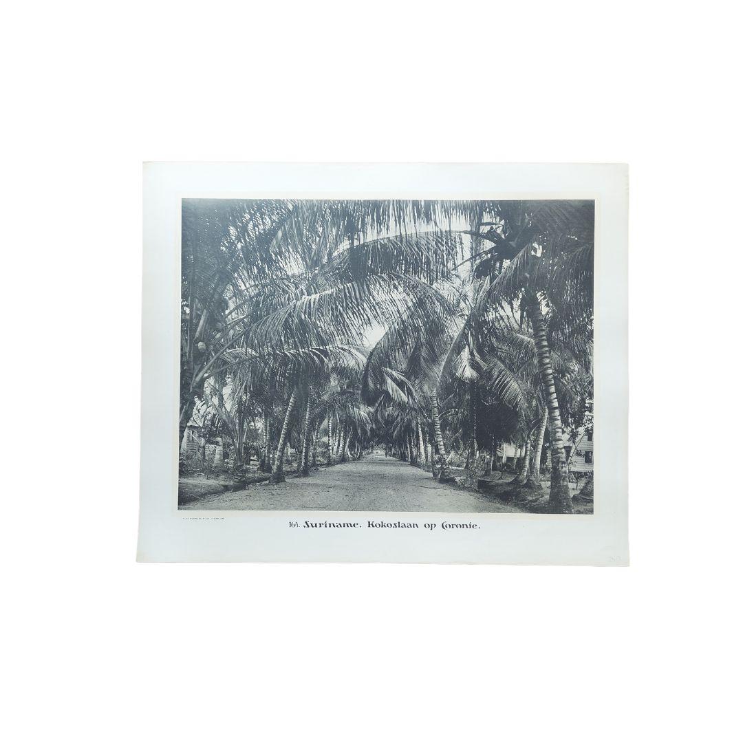Set of 11 Large Photographic Plates of Suriname, Published Between 1910 and 1914 For Sale 4