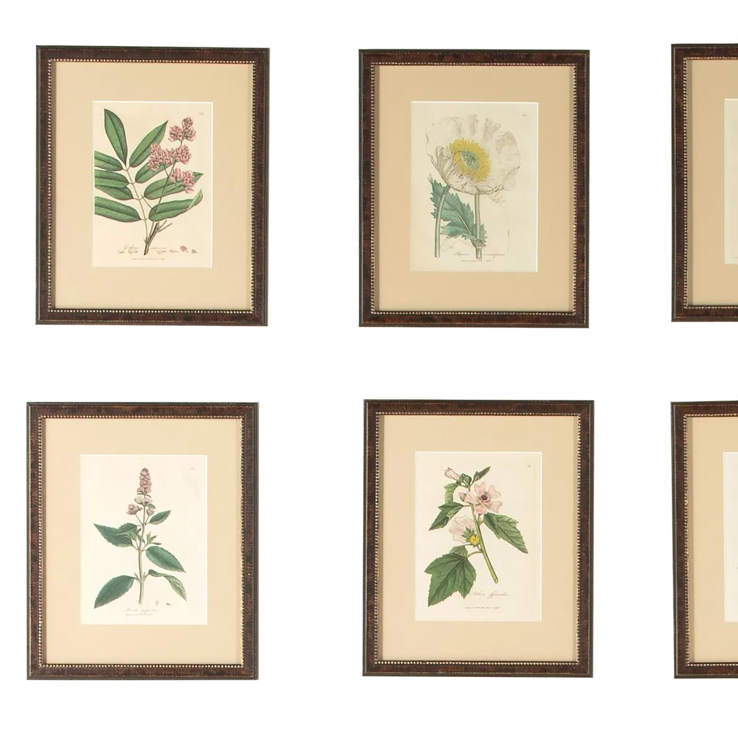 A set of 12 hand colored botanical engravings from the rare first edition, published from 1790-1795, of the “Medical Botany, Containing Systematic and General Descriptions, with Plates, of all the Medicinal Plants, Indigenous and Exotic,