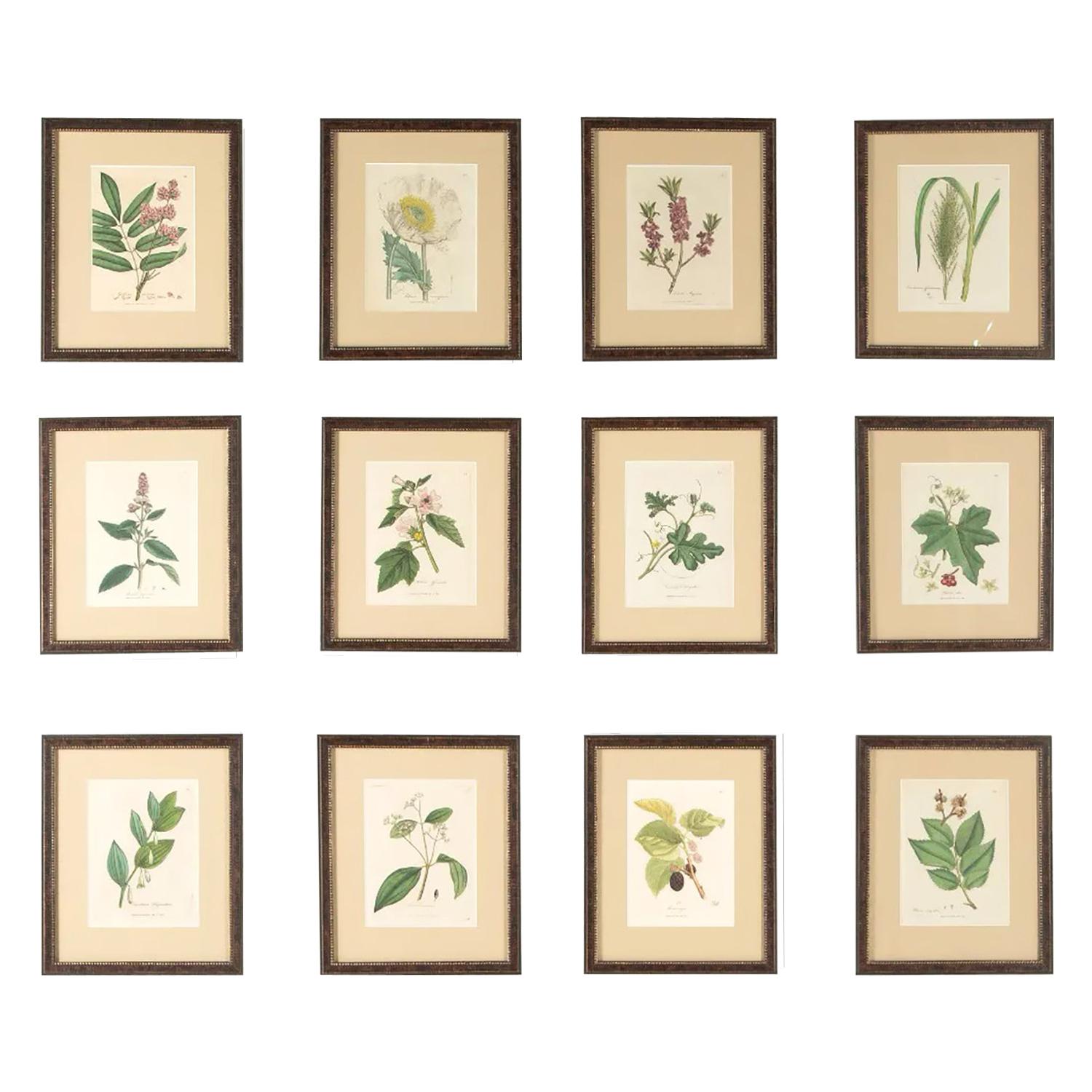 Set of 12 18th Century Botanical Engravings by Woodville