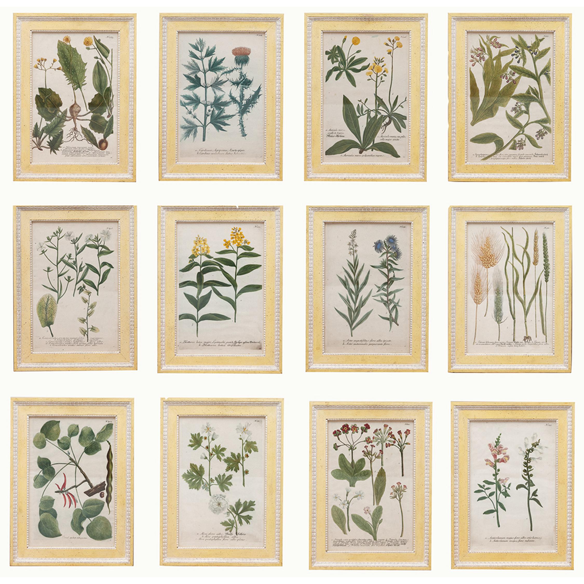Set of 12 18th century botanical prints by Georg Dionysius Ehret. From 