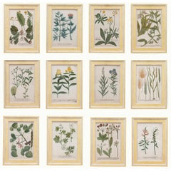 Set di 12 stampe botaniche del XVIII secolo di Georg Dionysius Ehret