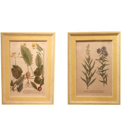 Set of 12 18th Century Botanical Prints by Georg Dionysius Ehret