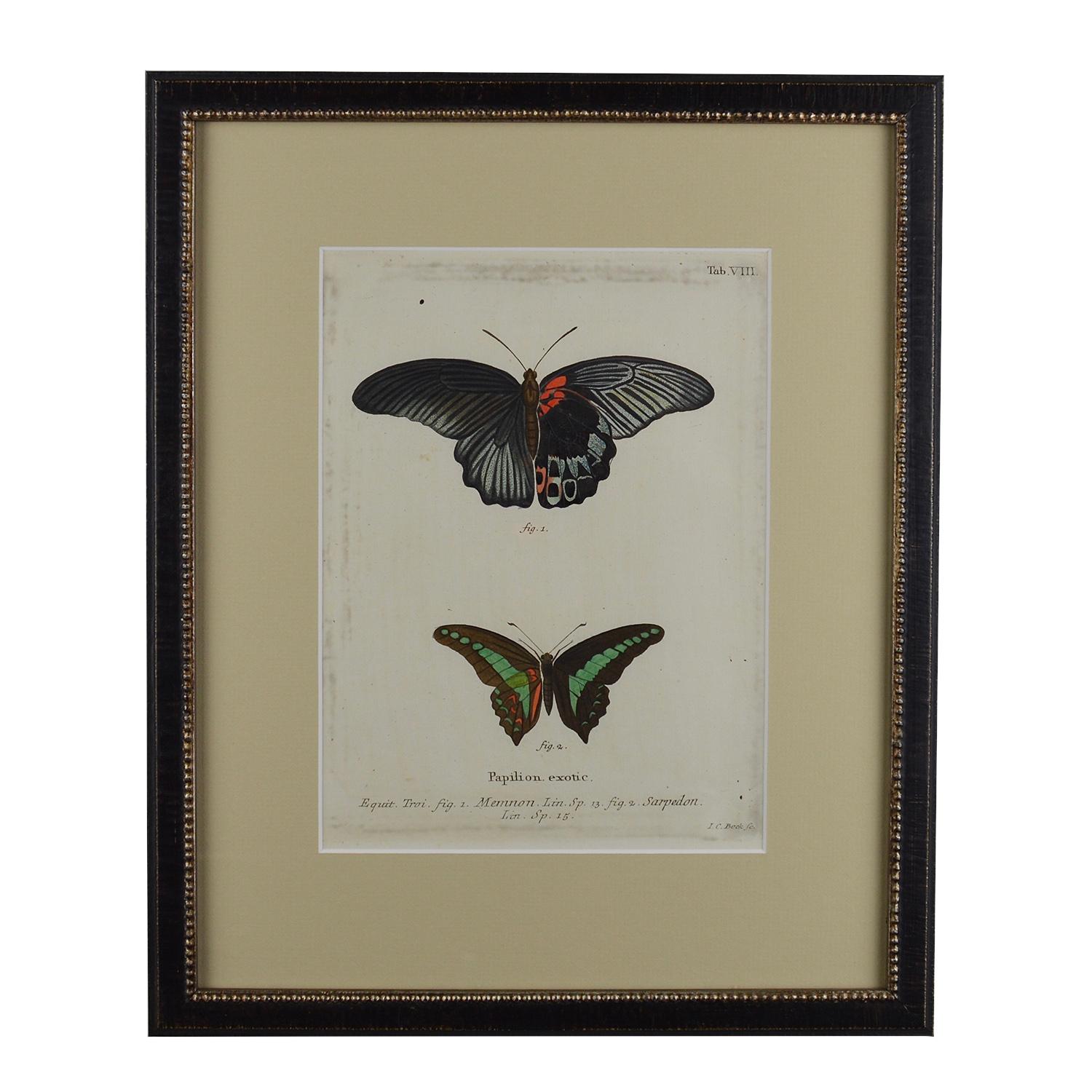 Set of 12 18th Century Engravings of Butterflies 4