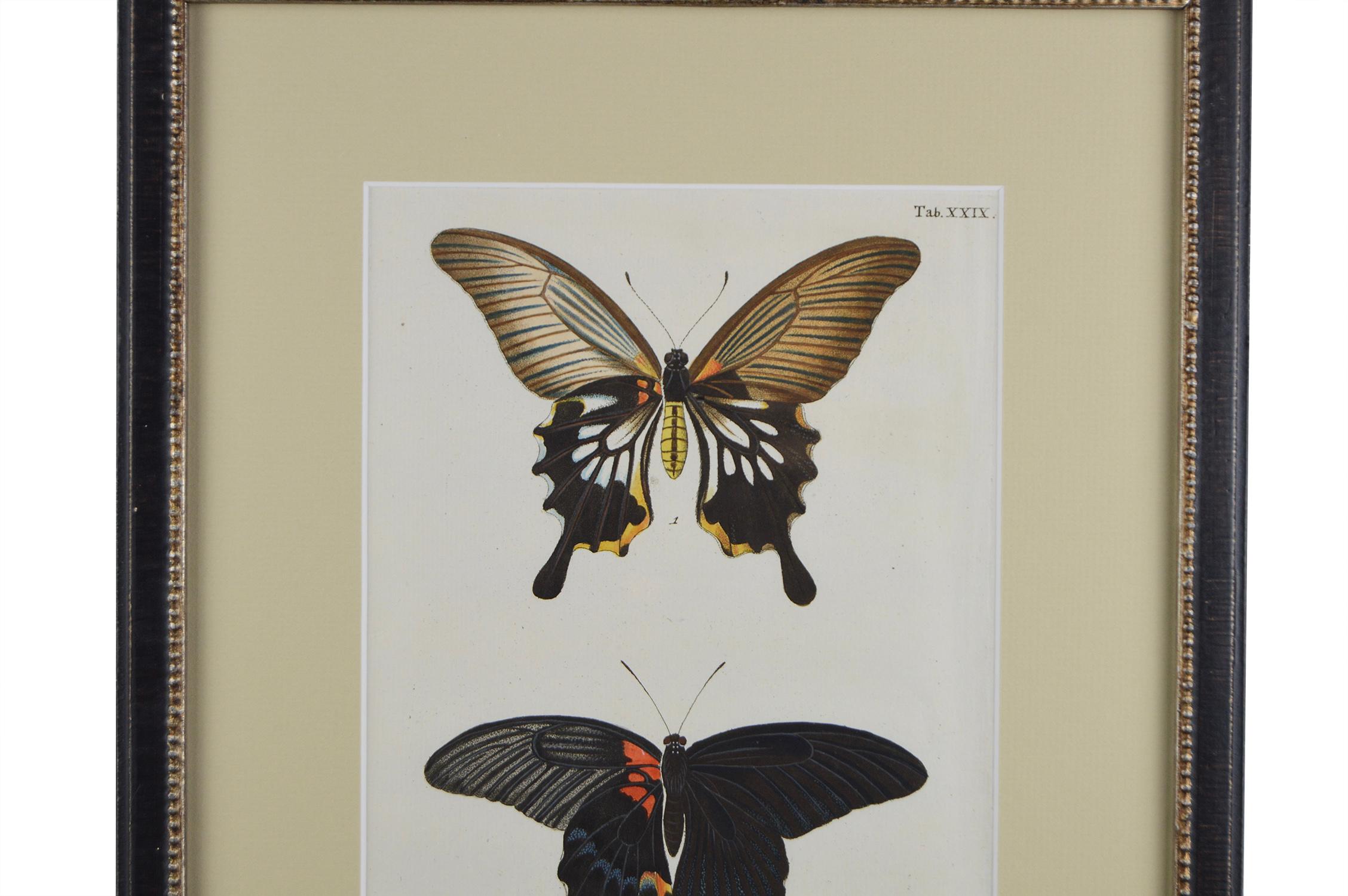 Set of 12 18th Century Engravings of Butterflies 9
