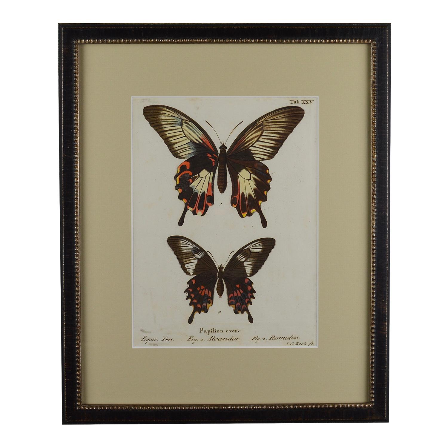 Set of 12 18th Century Engravings of Butterflies 10