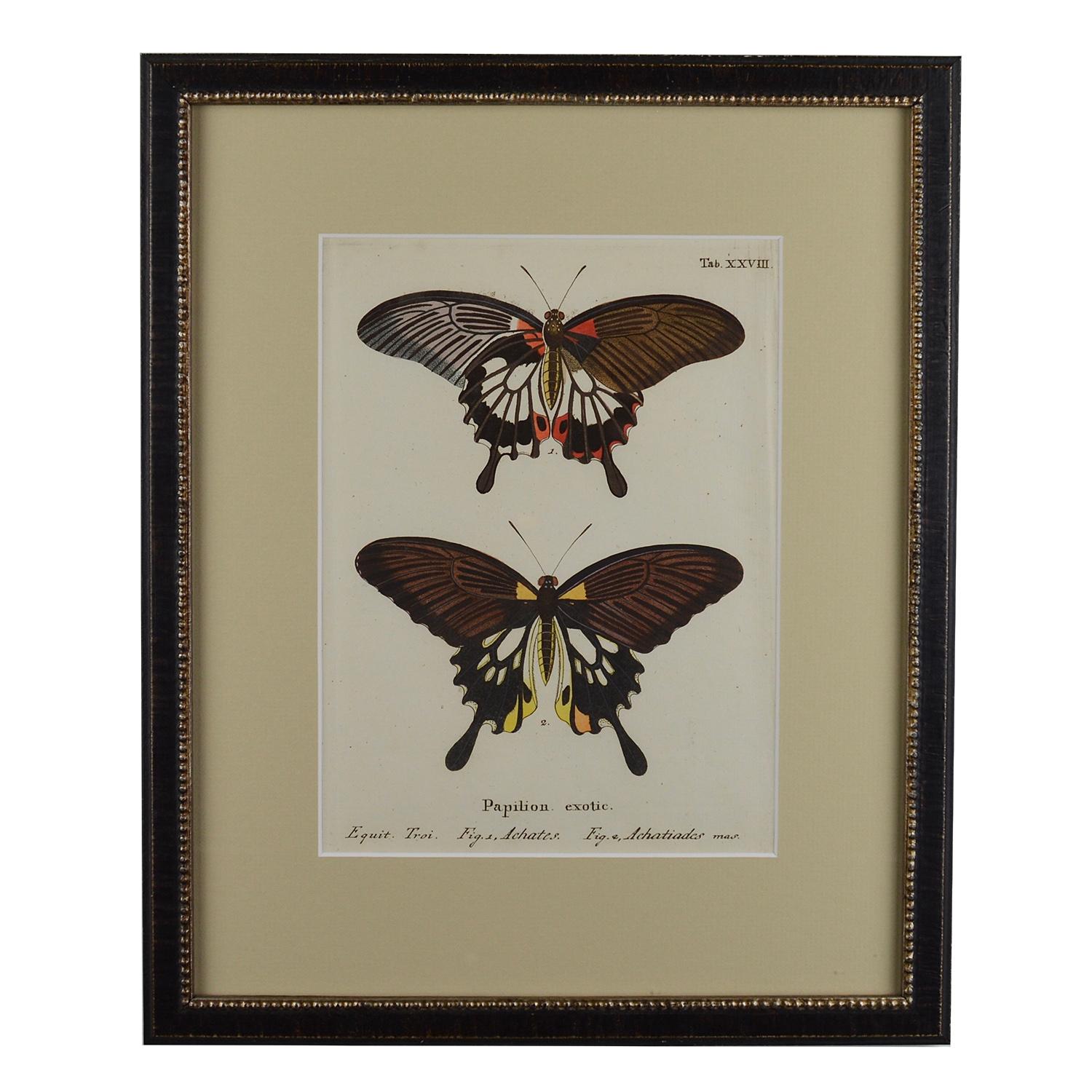 German Set of 12 18th Century Engravings of Butterflies