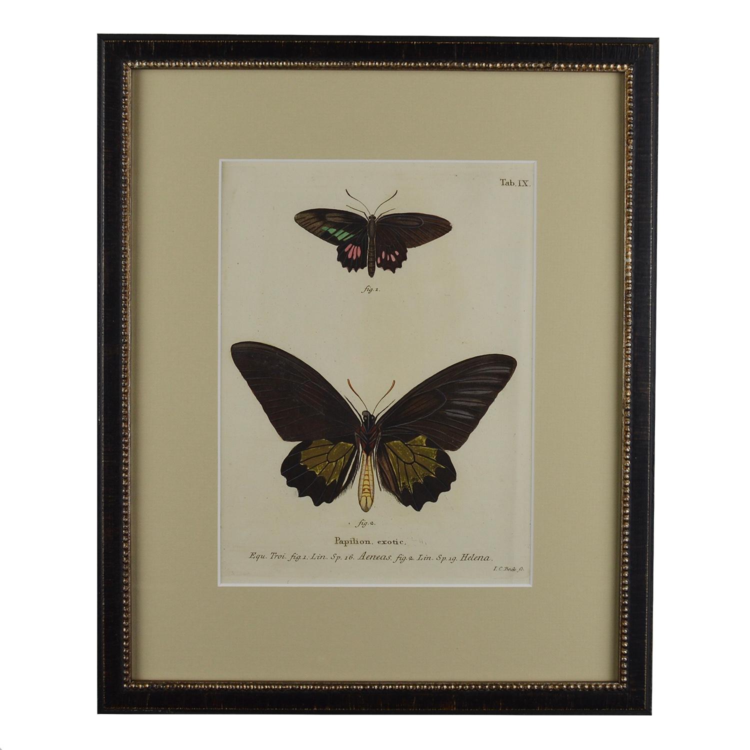 Paper Set of 12 18th Century Engravings of Butterflies