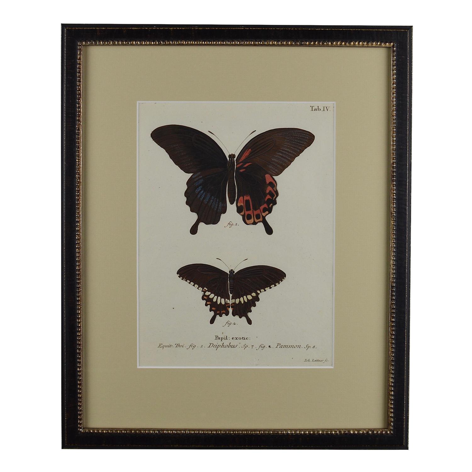 Set of 12 18th Century Engravings of Butterflies 1