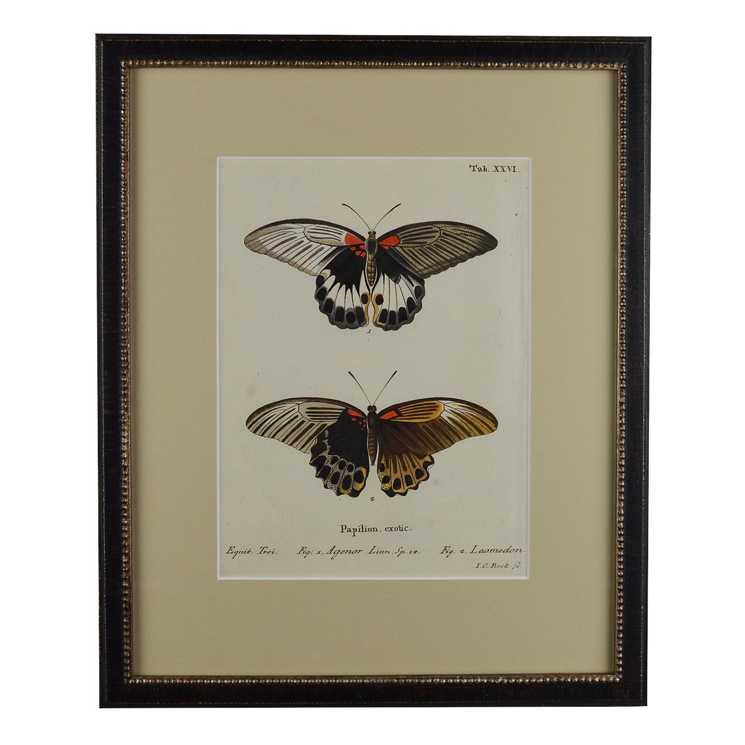 Set of 12 18th Century Engravings of Butterflies 3