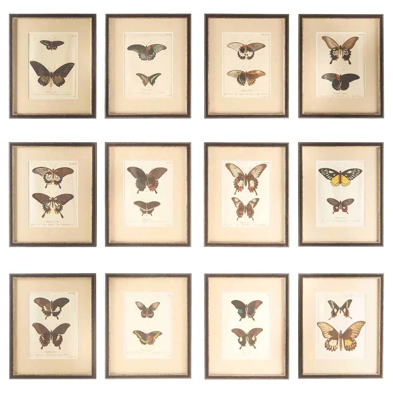 Set of 12 18th Century Engravings of Butterflies