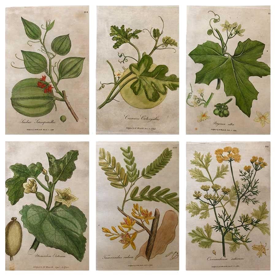 A set of 12 hand colored botanical etchings dated 1792 and published by William Woodville London for ‘Medical Botany’. Presented in handmade Italian wooden frames behind white water glass which cuts glare affording a true view of the subject and
