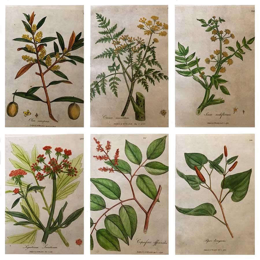 antique framed botanical prints