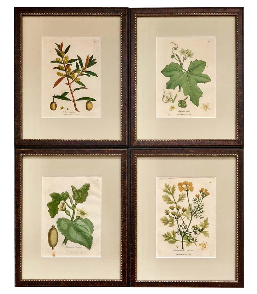 large botanical prints framed