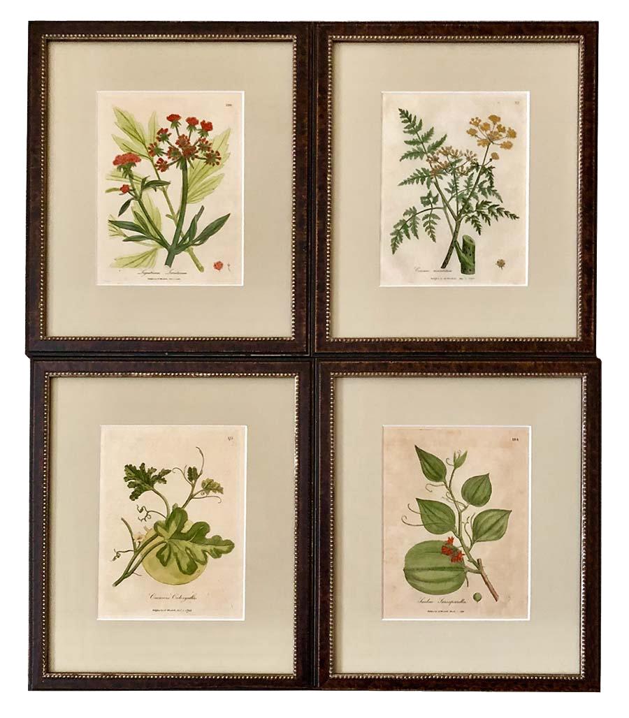 Set of 12 Framed Botanical Etchings, 18th Century 1