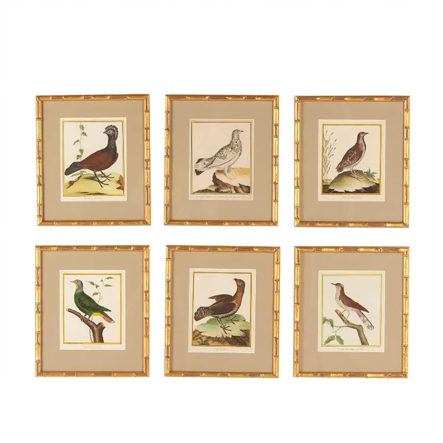 French Set of 12 18th Century Martinet Bird Engravings