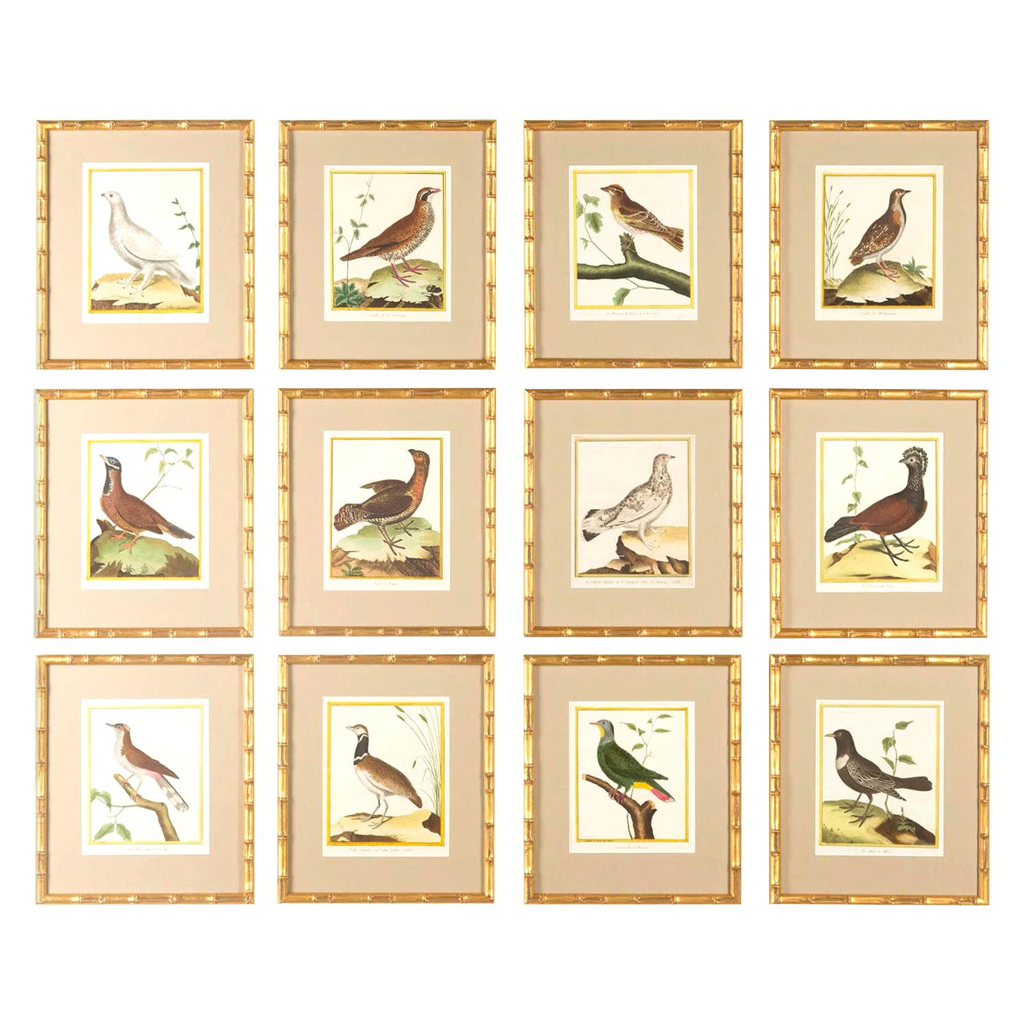 Set of 12 18th Century Martinet Bird Engravings