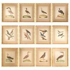 Antique Set of 12 18th Century Martinet Birds