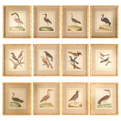 Set of 12 18th Century Martinet Birds