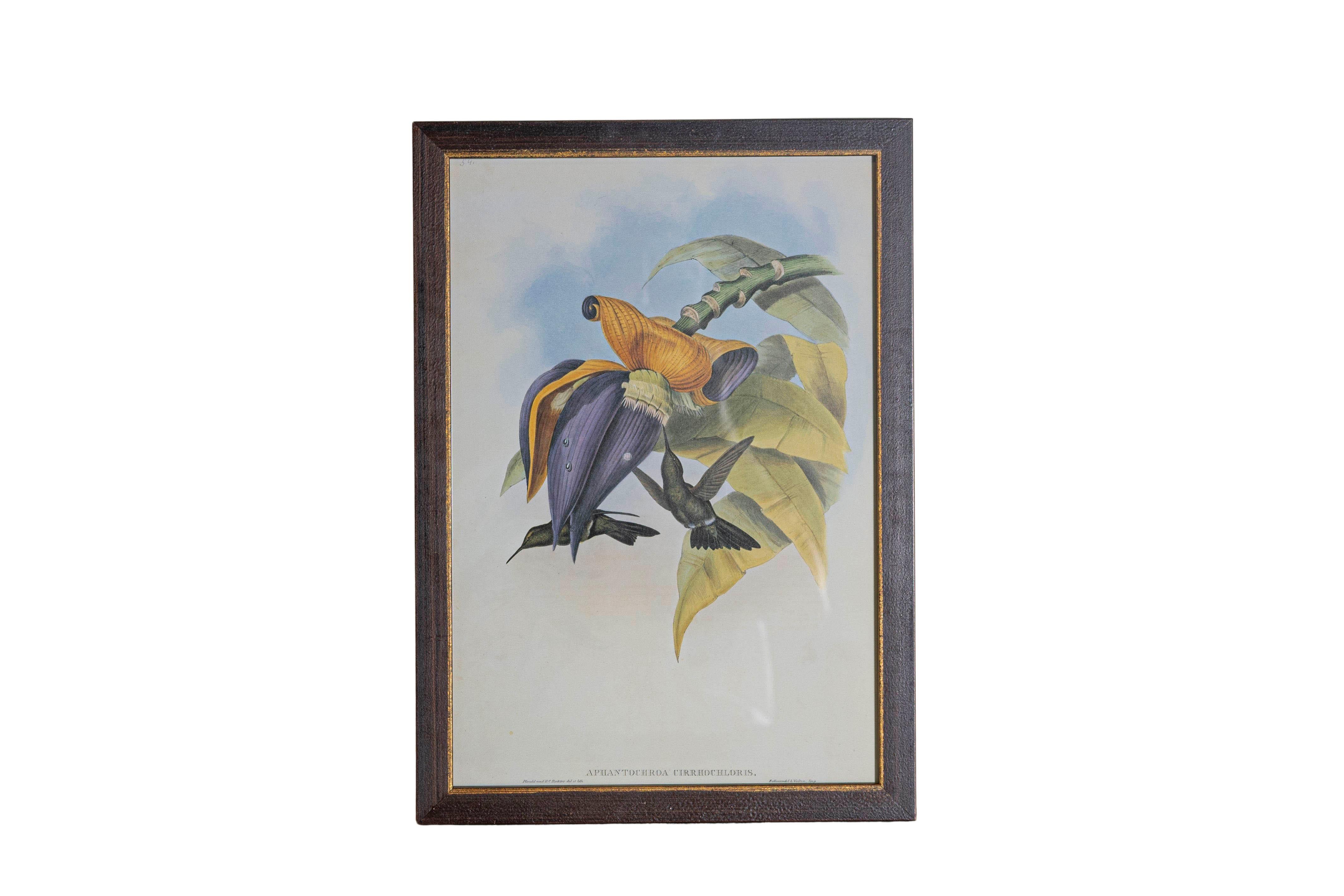 Ensemble de 12 gravures d'oiseaux du 19e siècle en vente 3