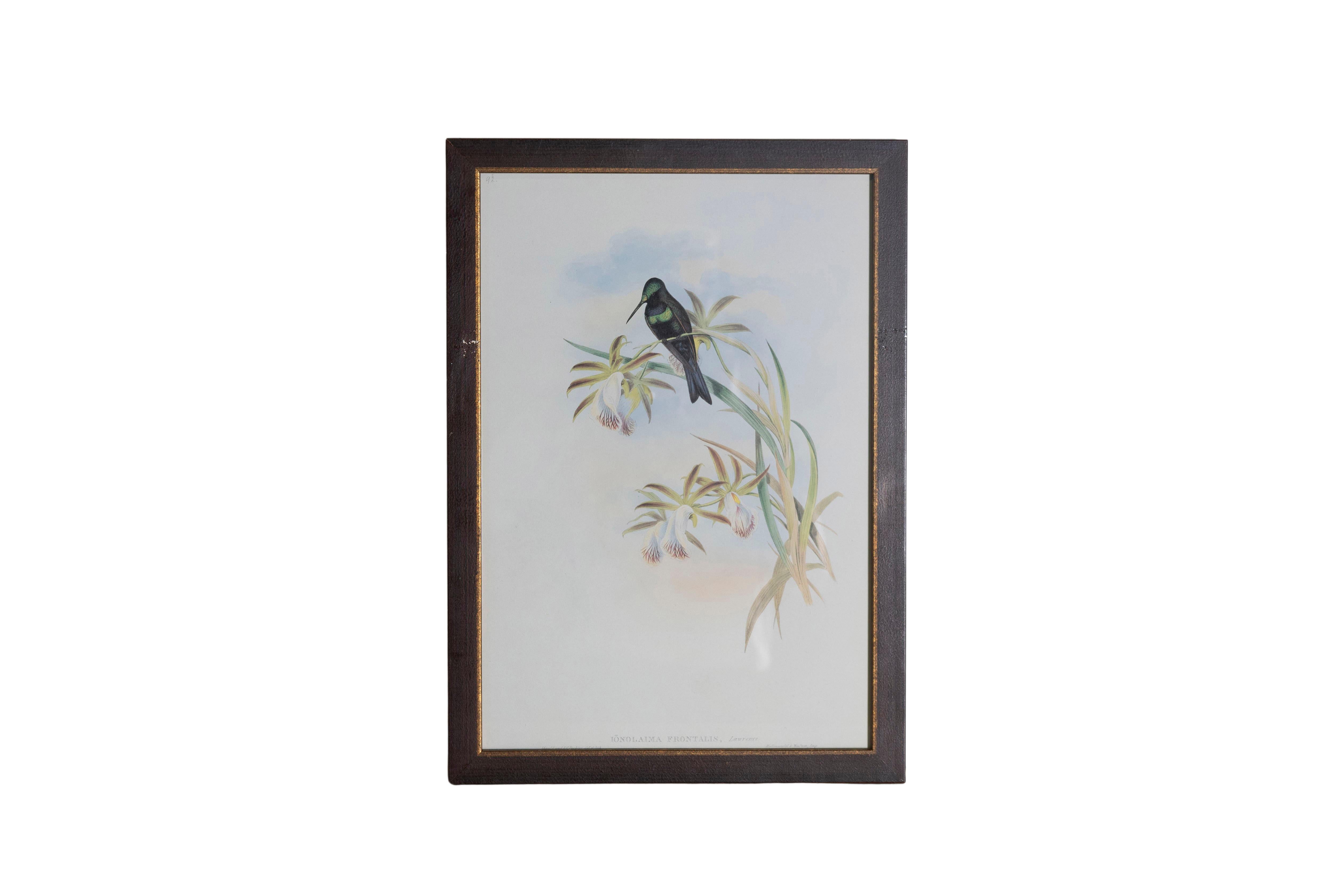 Ensemble de 12 gravures d'oiseaux du 19e siècle en vente 4