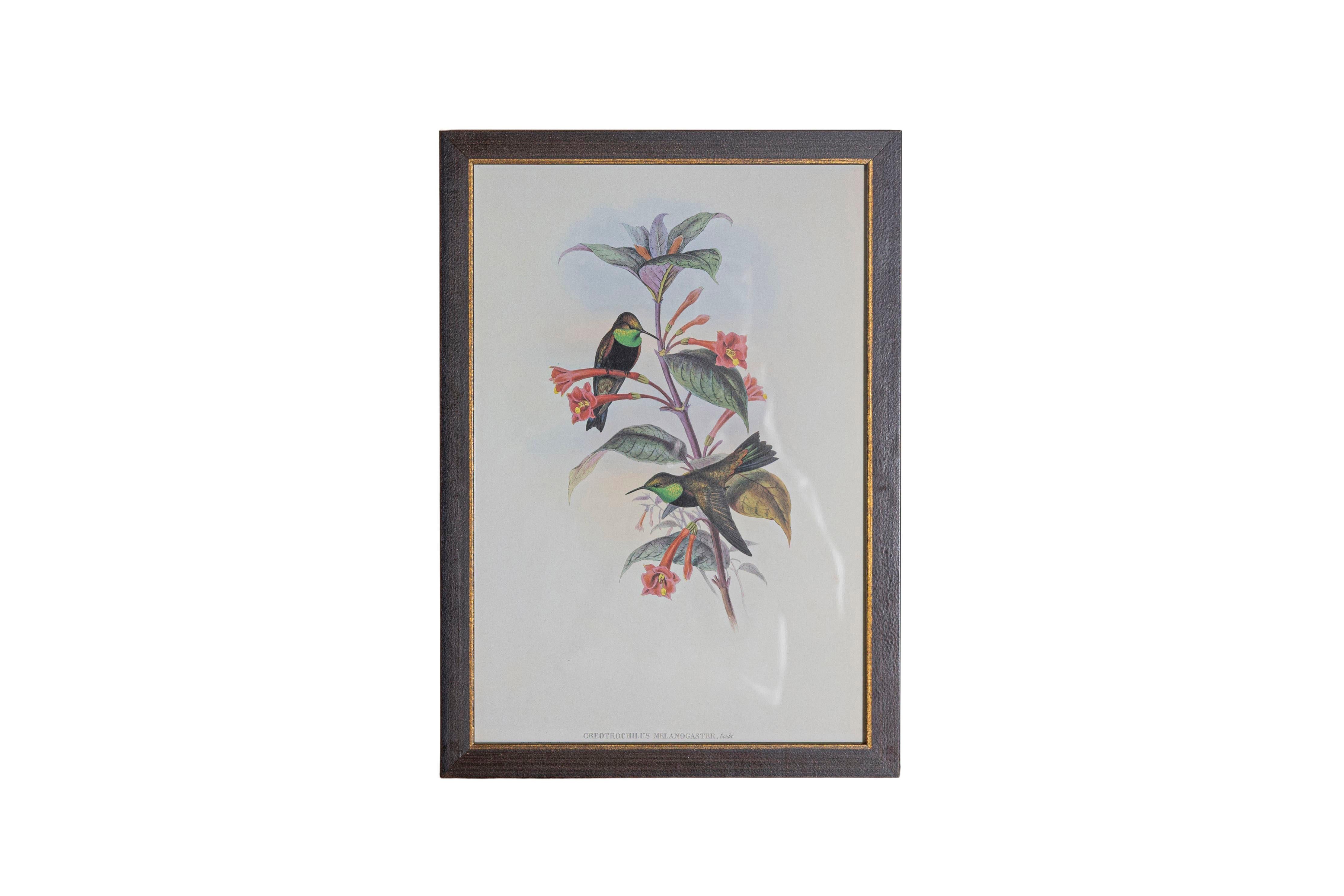 Ensemble de 12 gravures d'oiseaux du 19e siècle en vente 5