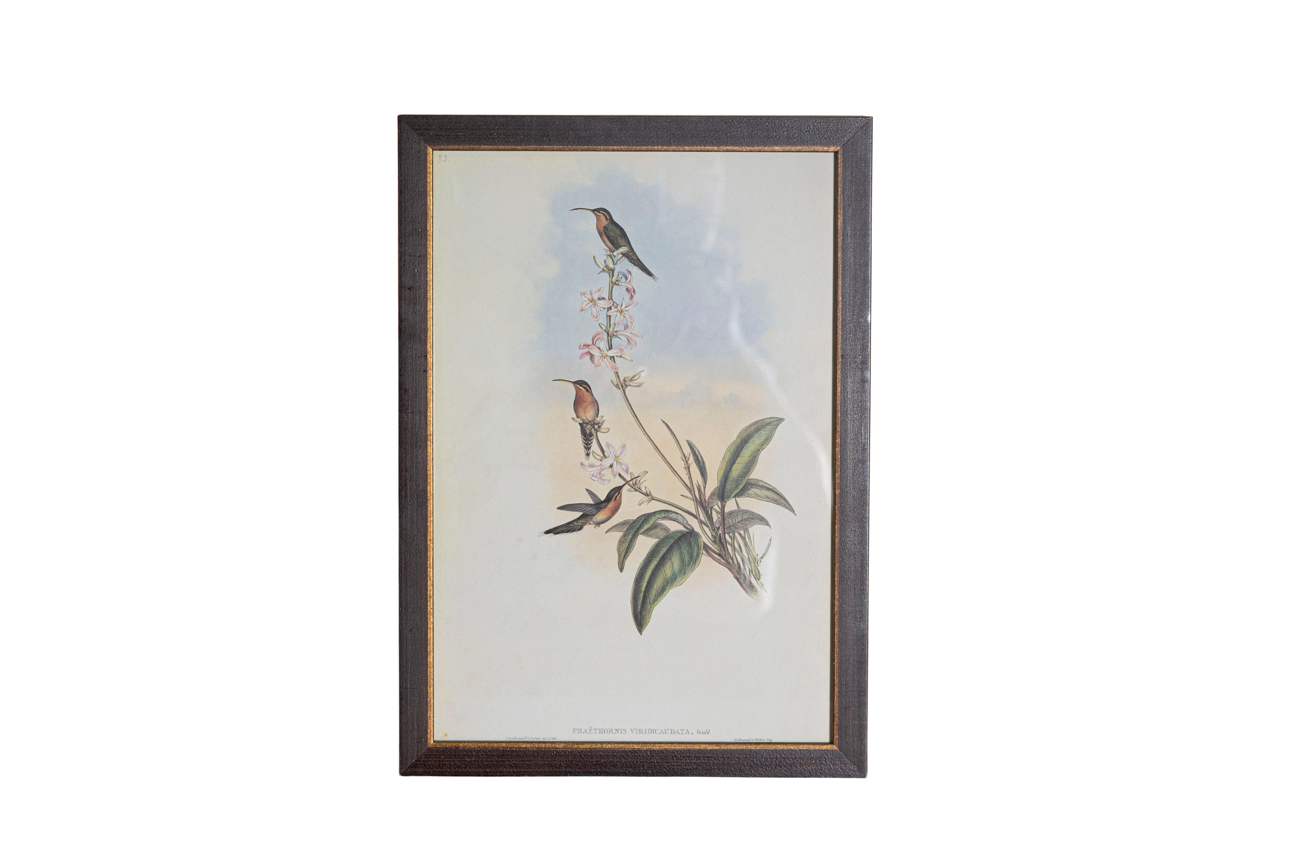 Les tirages d'oiseaux tropicaux encadrés de M. John Gould 1955 sont tirés de son édition limitée à 1000 exemplaires.  
L'ornithologue britannique le plus célèbre du XIXe siècle
John Artistics (1804-1881) était un homme d'affaires, un éditeur et un
