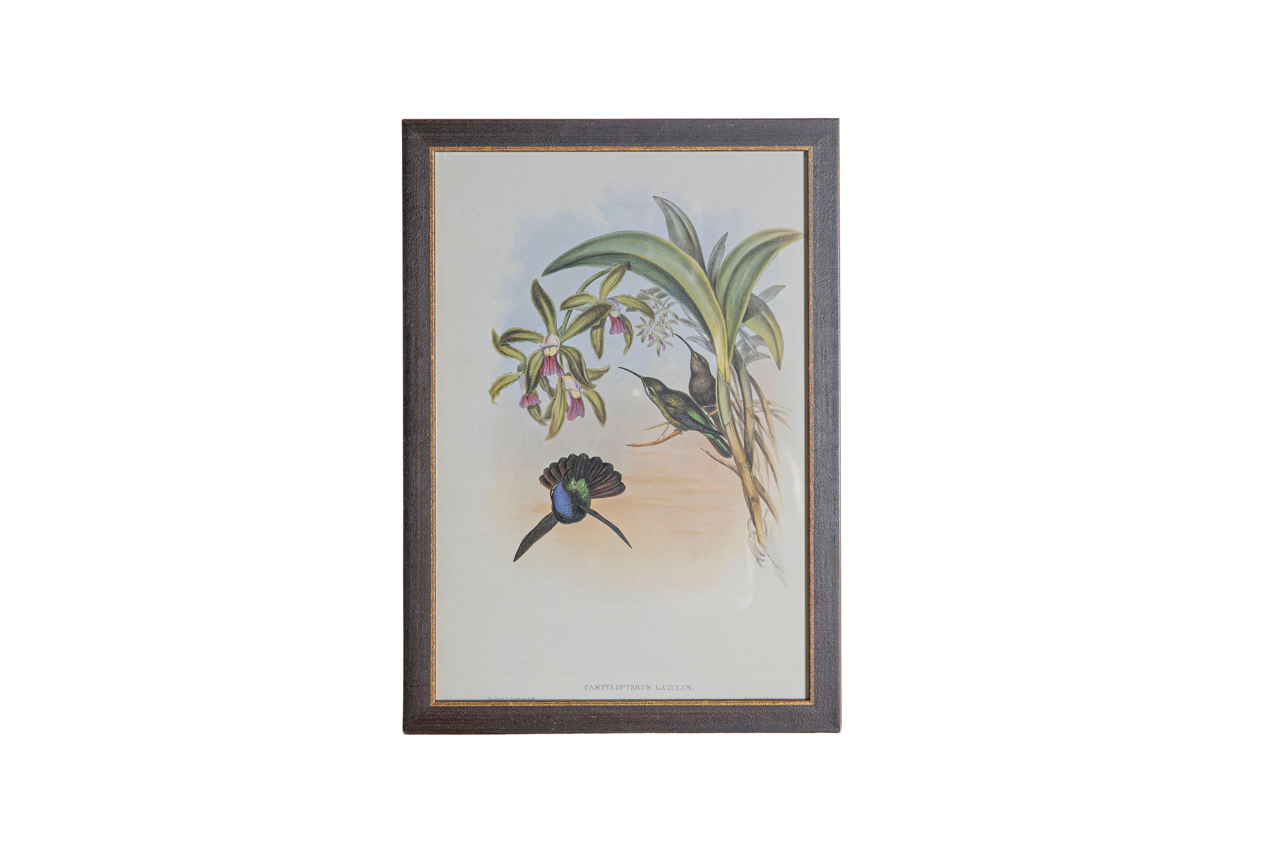 Les tirages d'oiseaux tropicaux encadrés de M. John Gould 1955 sont tirés de son édition limitée à 1000 exemplaires.  
L'ornithologue britannique le plus célèbre du XIXe siècle
John Artistics (1804-1881) était un homme d'affaires, un éditeur et un