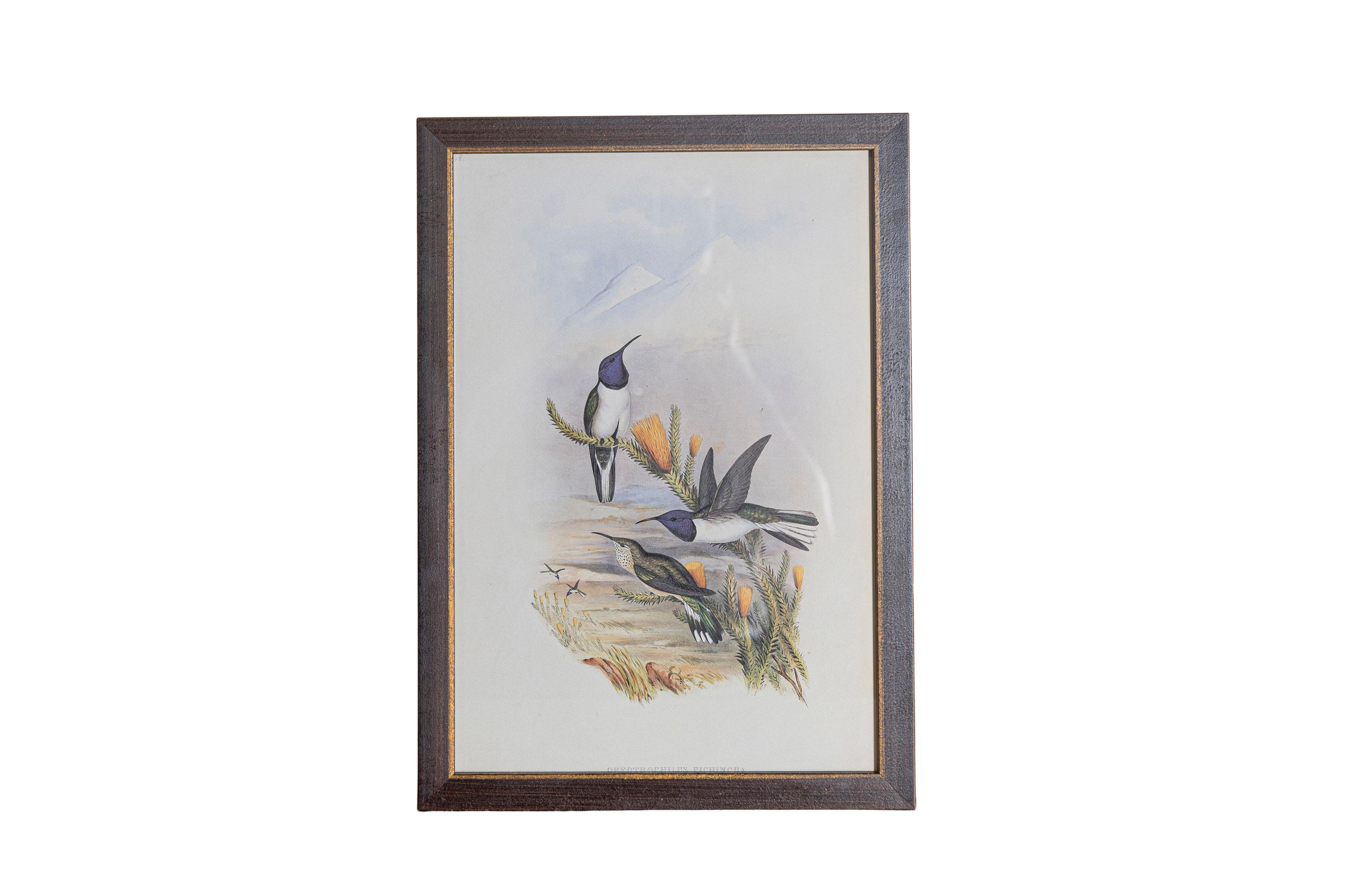Victorien Ensemble de 12 gravures d'oiseaux du 19e siècle en vente