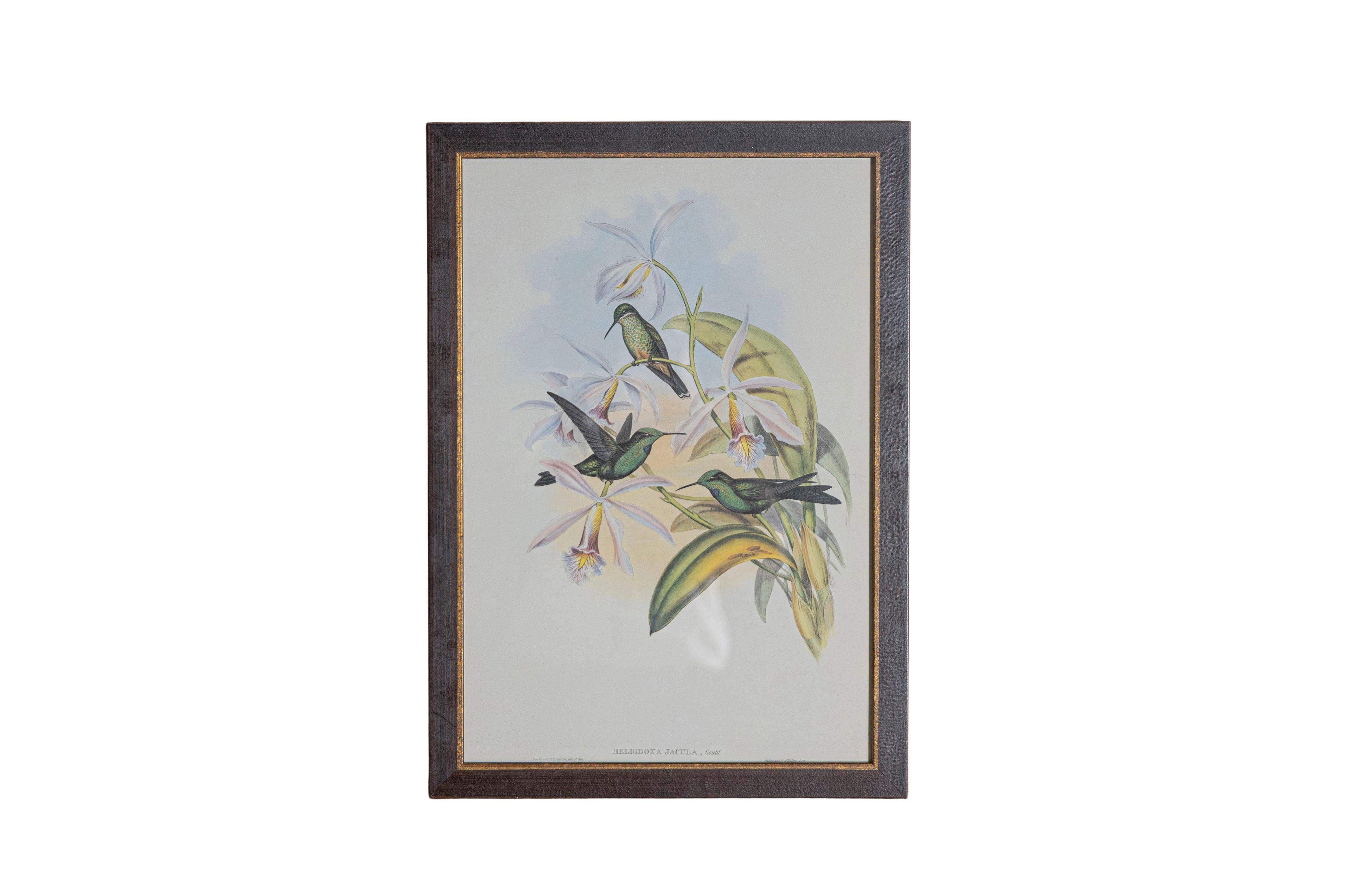 Victorien Ensemble de 12 gravures d'oiseaux du 19e siècle en vente