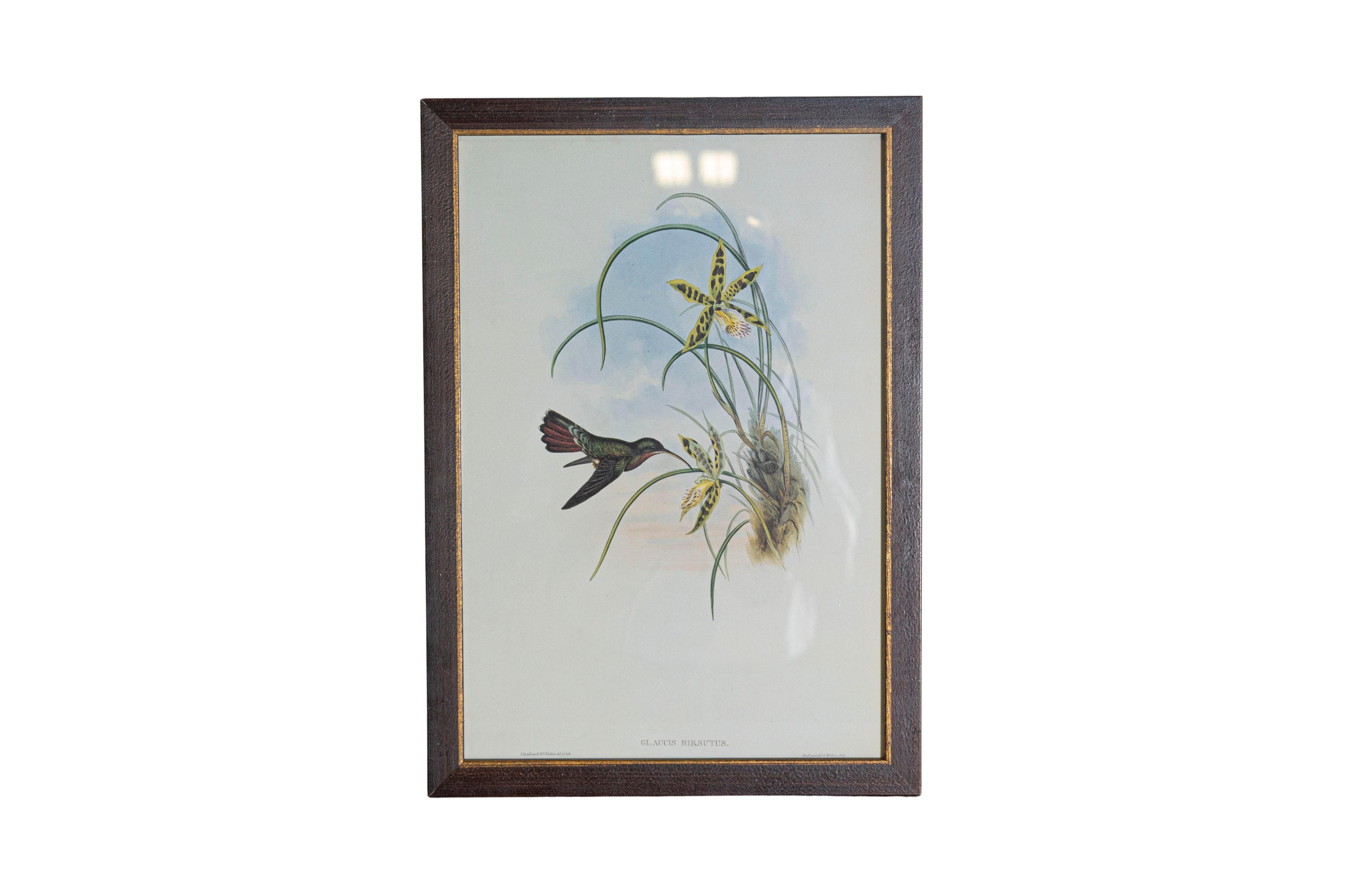 Anglais Ensemble de 12 gravures d'oiseaux du 19e siècle en vente