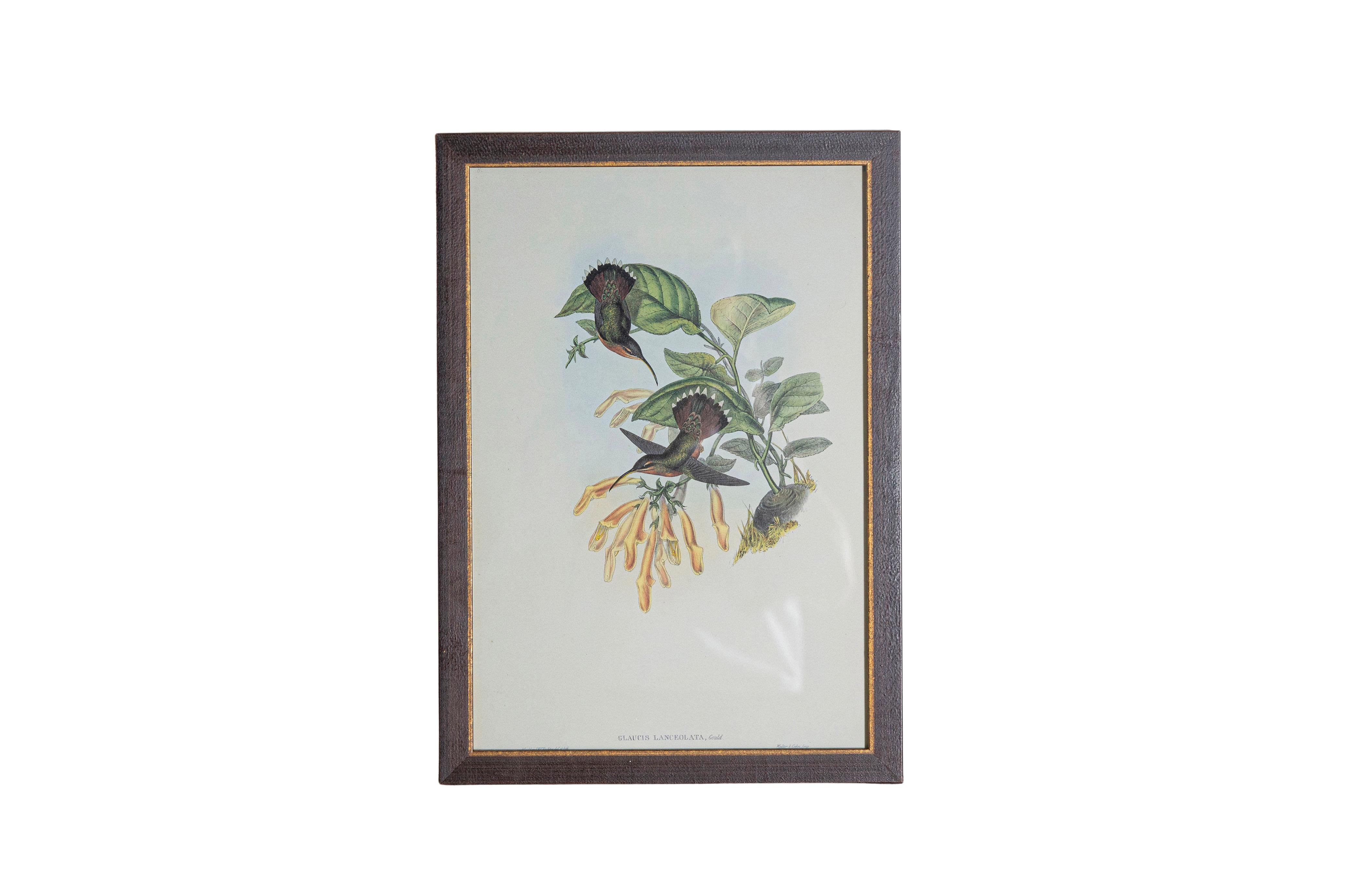 Anglais Ensemble de 12 gravures d'oiseaux du 19e siècle en vente