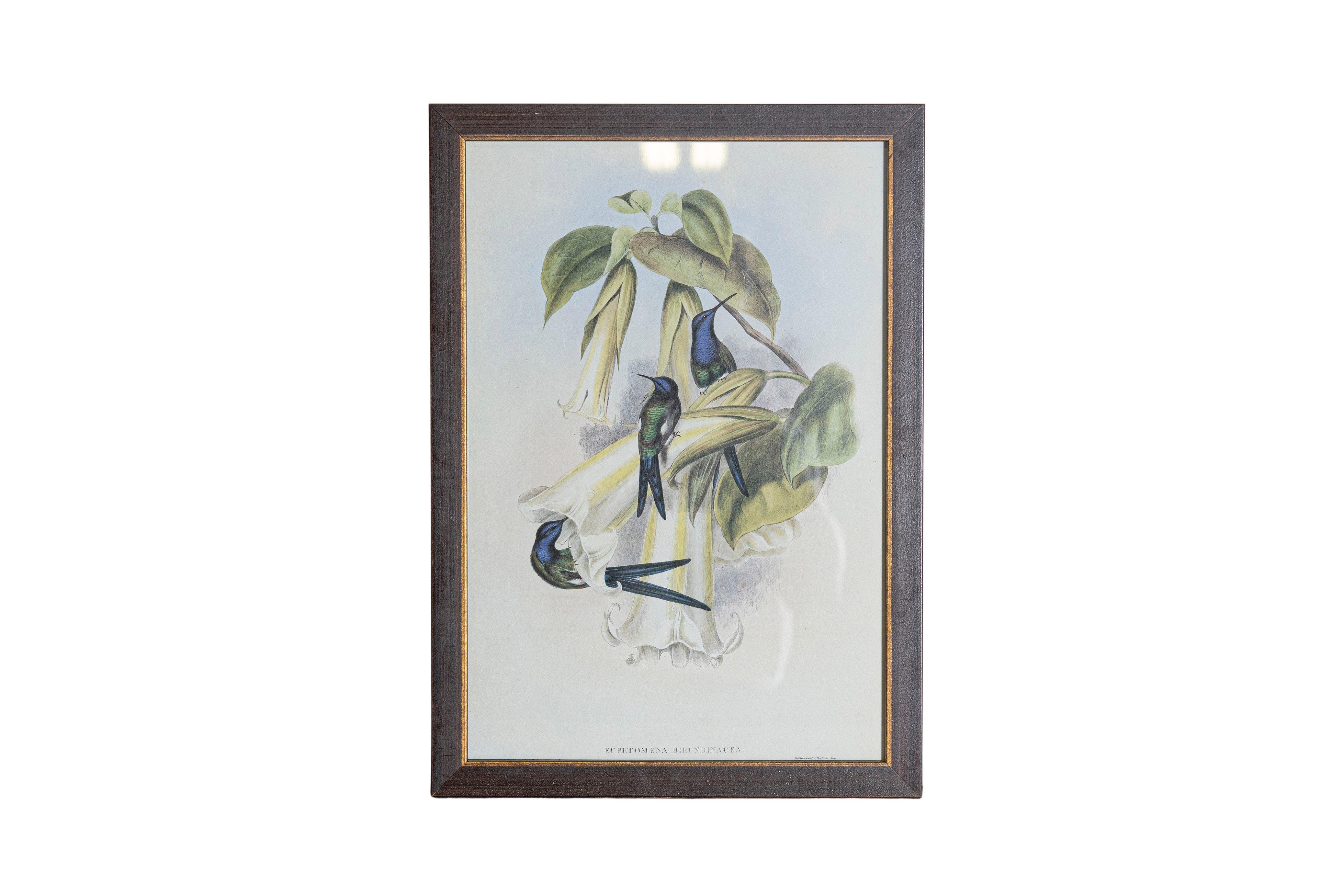 Peint à la main Ensemble de 12 gravures d'oiseaux du 19e siècle en vente