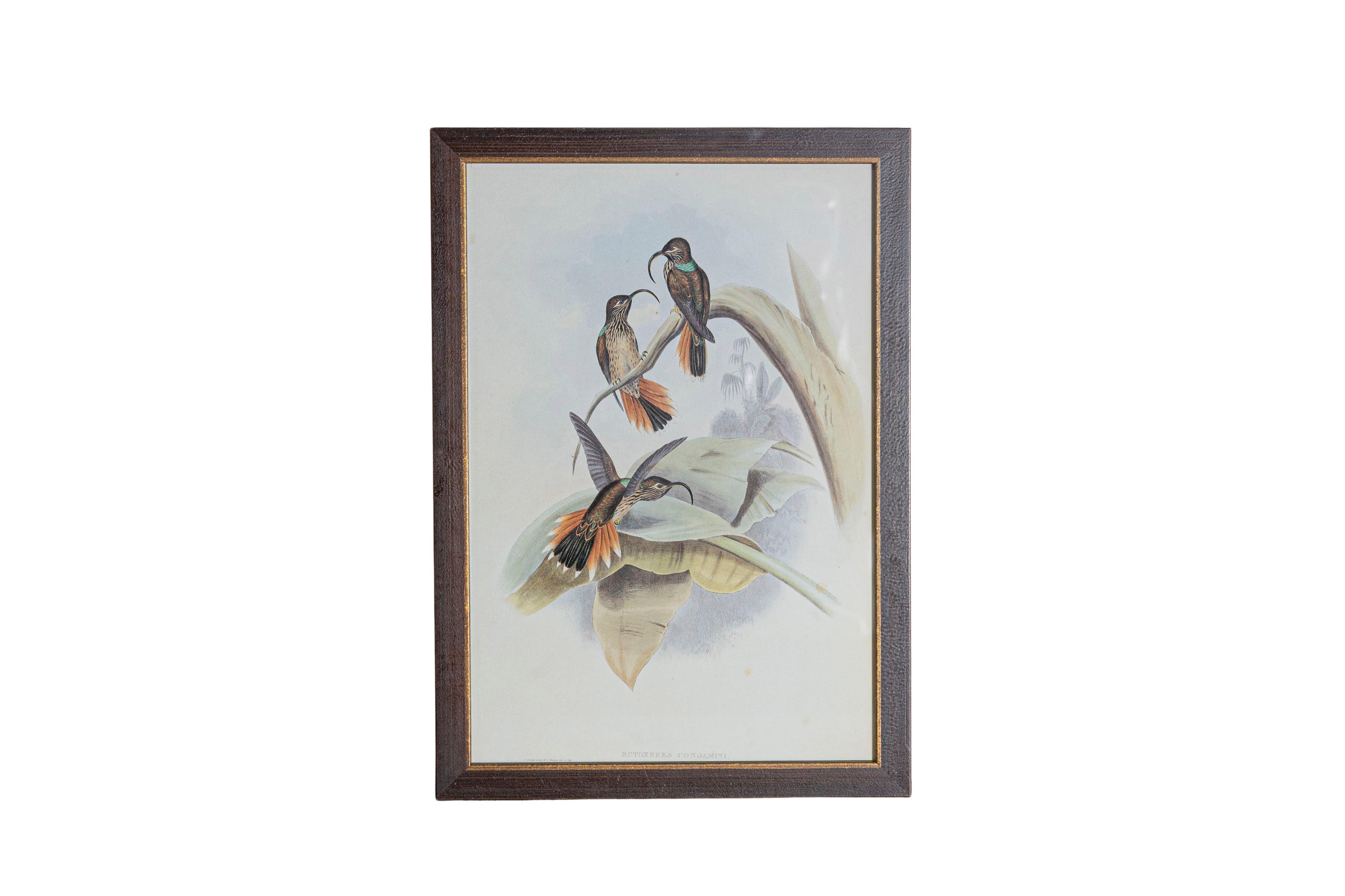 Peint à la main Ensemble de 12 gravures d'oiseaux du 19e siècle en vente