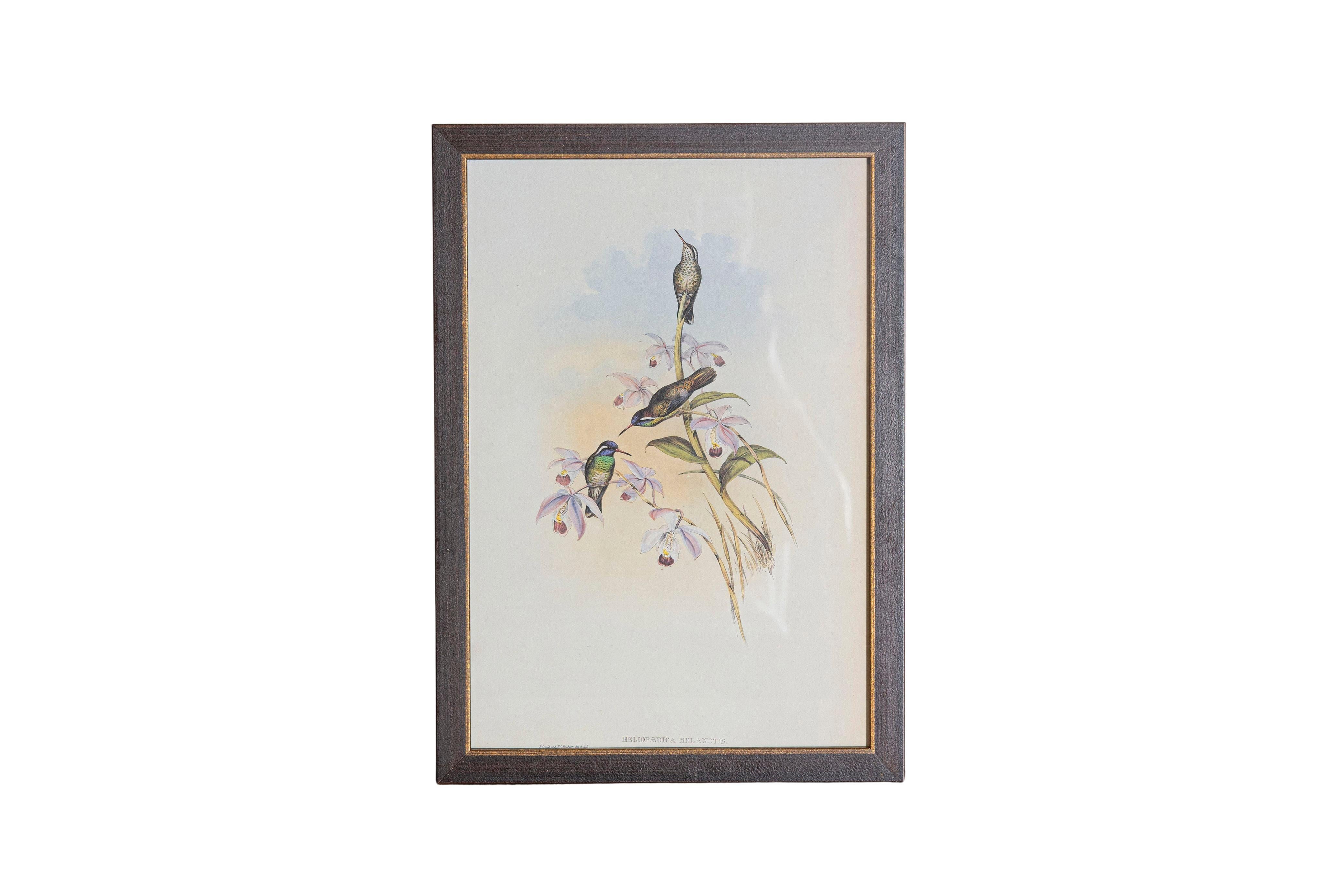 XIXe siècle Ensemble de 12 gravures d'oiseaux du 19e siècle en vente