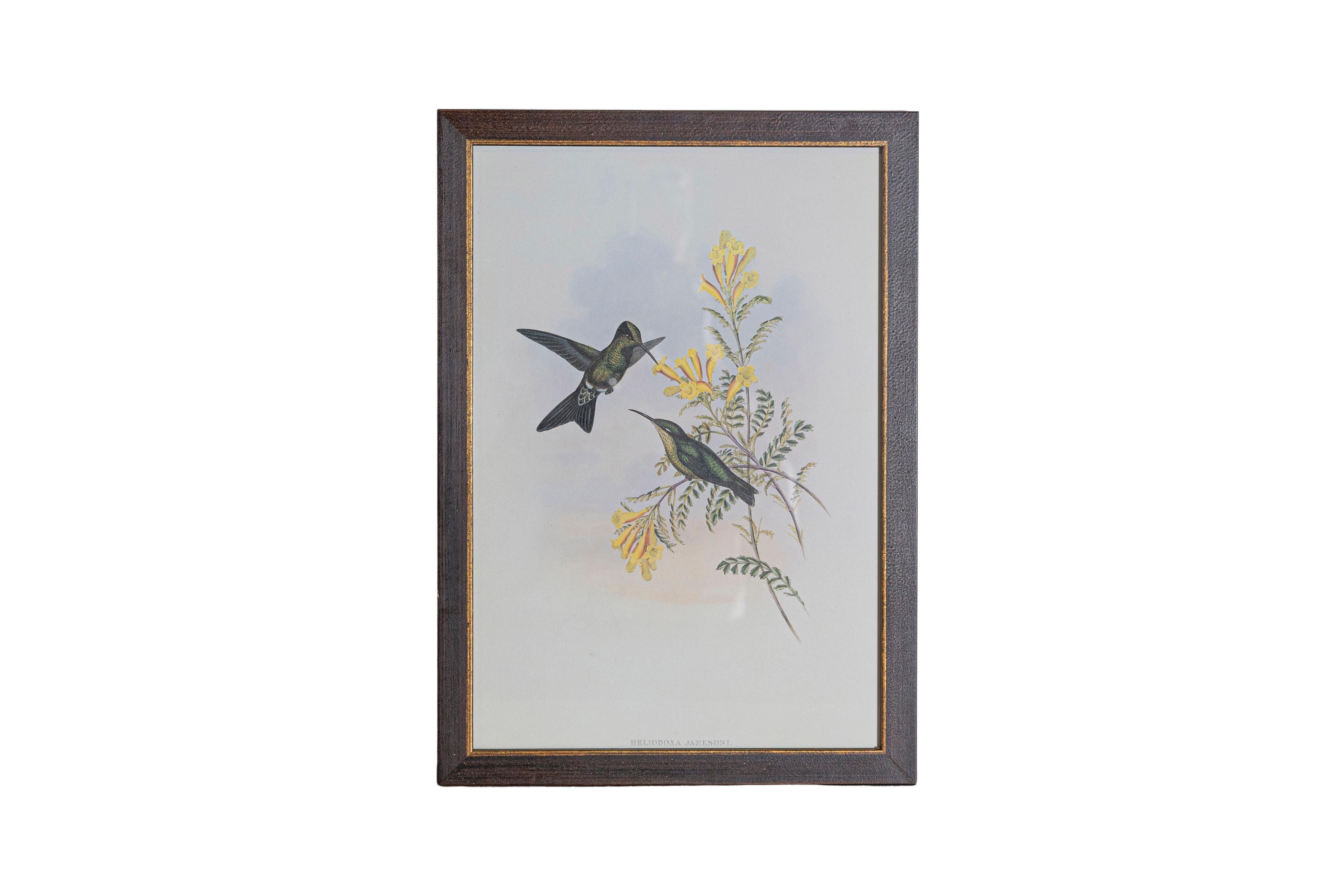 XIXe siècle Ensemble de 12 gravures d'oiseaux du 19e siècle en vente