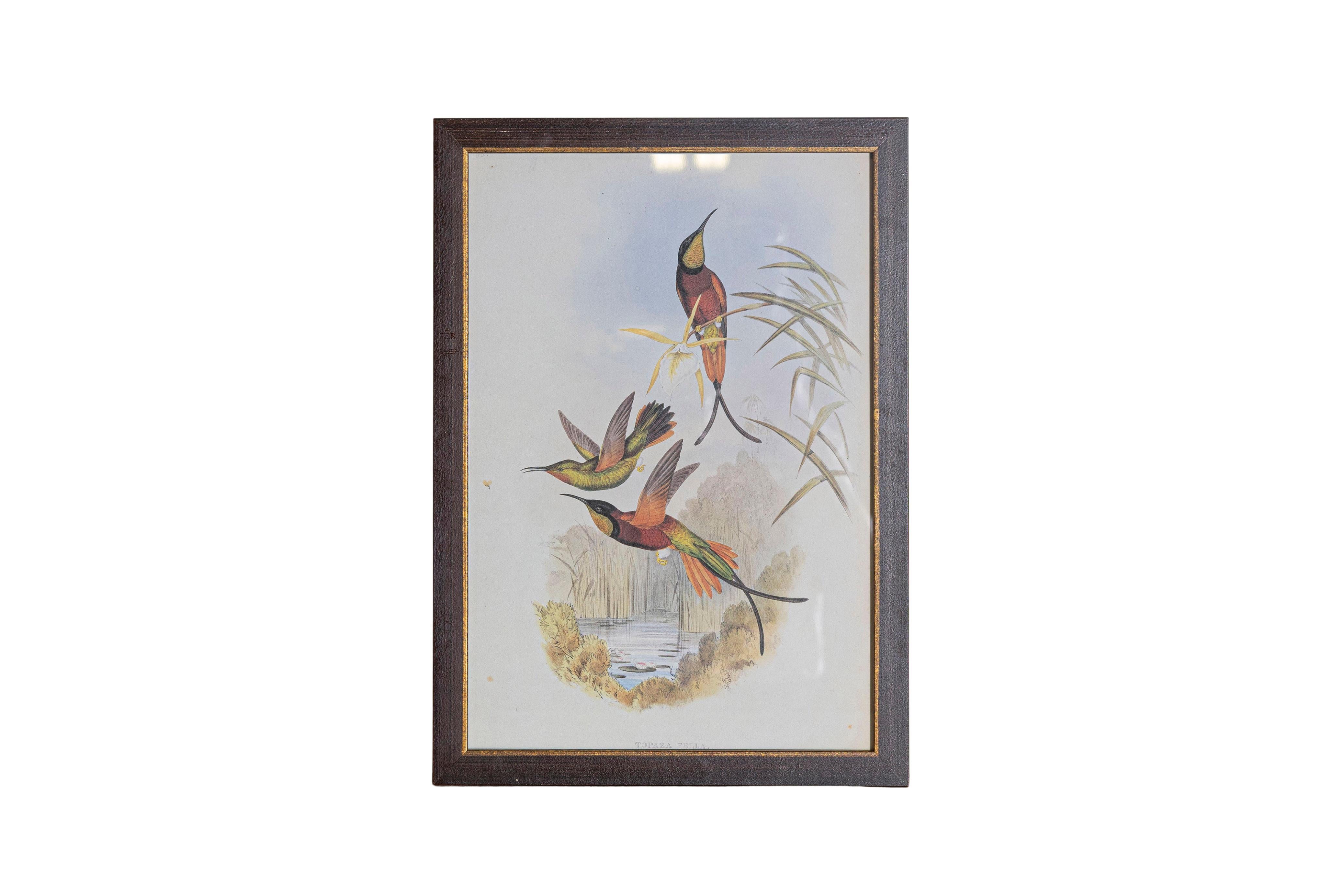 Papier Ensemble de 12 gravures d'oiseaux du 19e siècle en vente