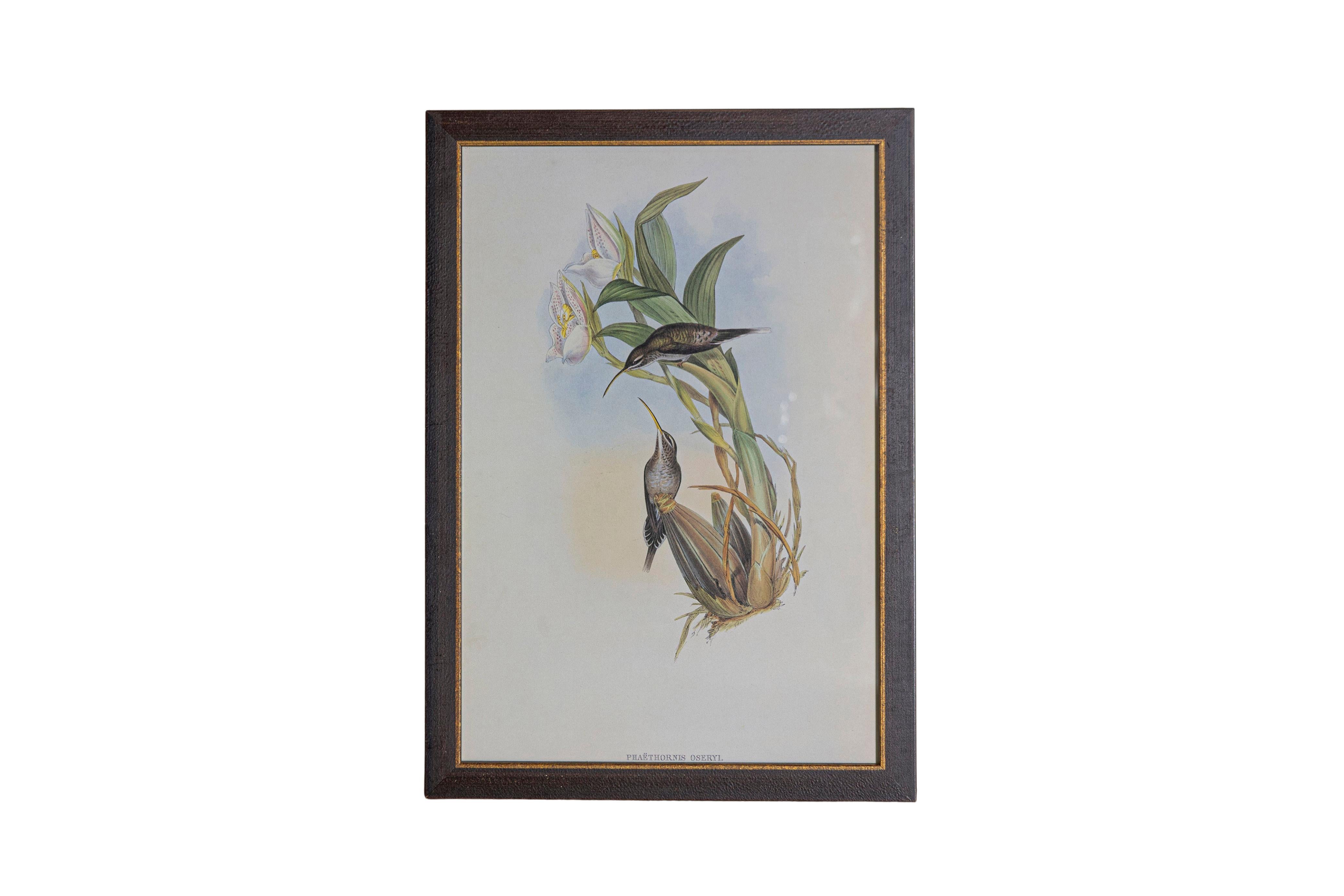 Papier Ensemble de 12 gravures d'oiseaux du 19e siècle en vente