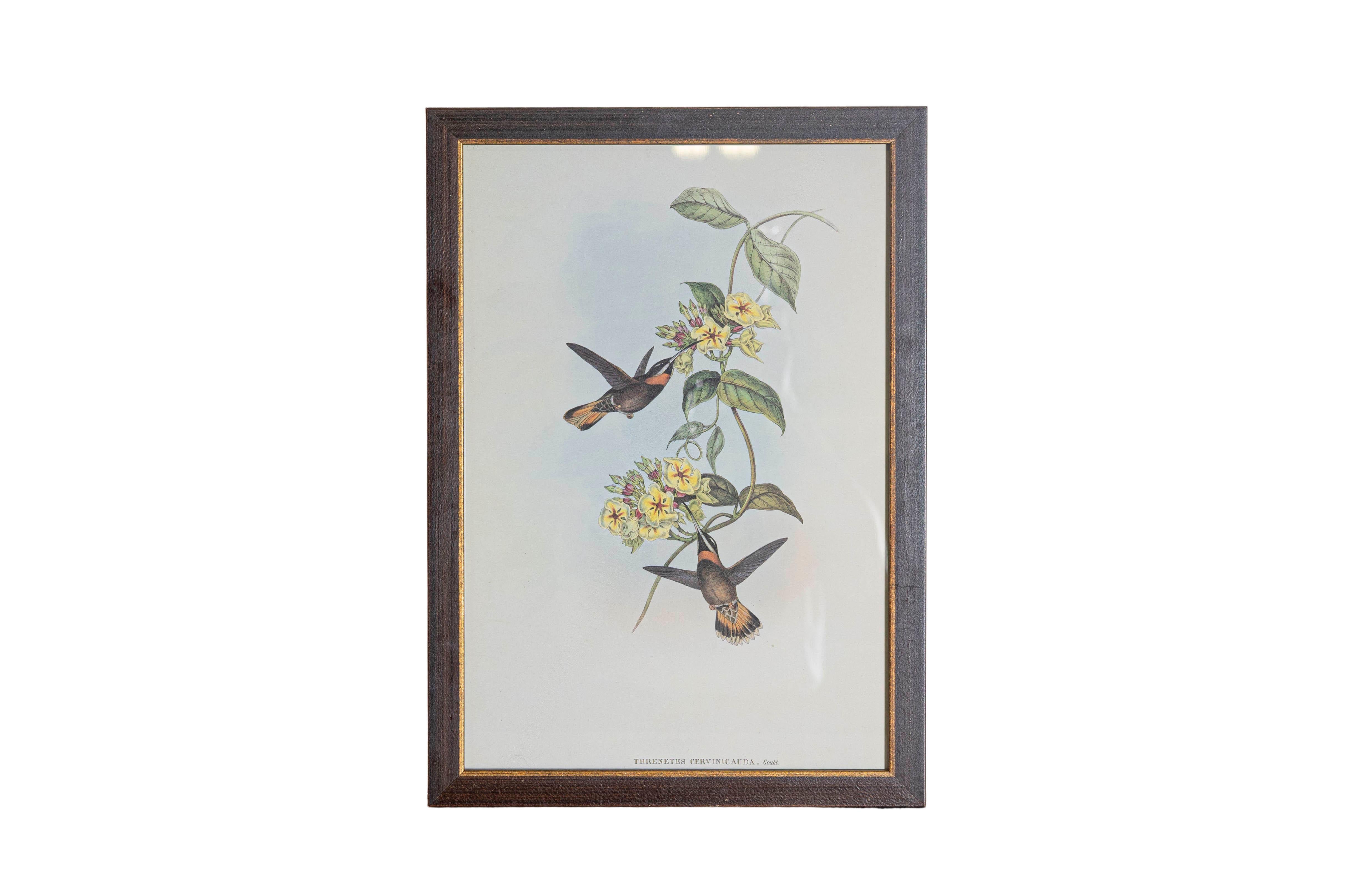 Ensemble de 12 gravures d'oiseaux du 19e siècle en vente 1