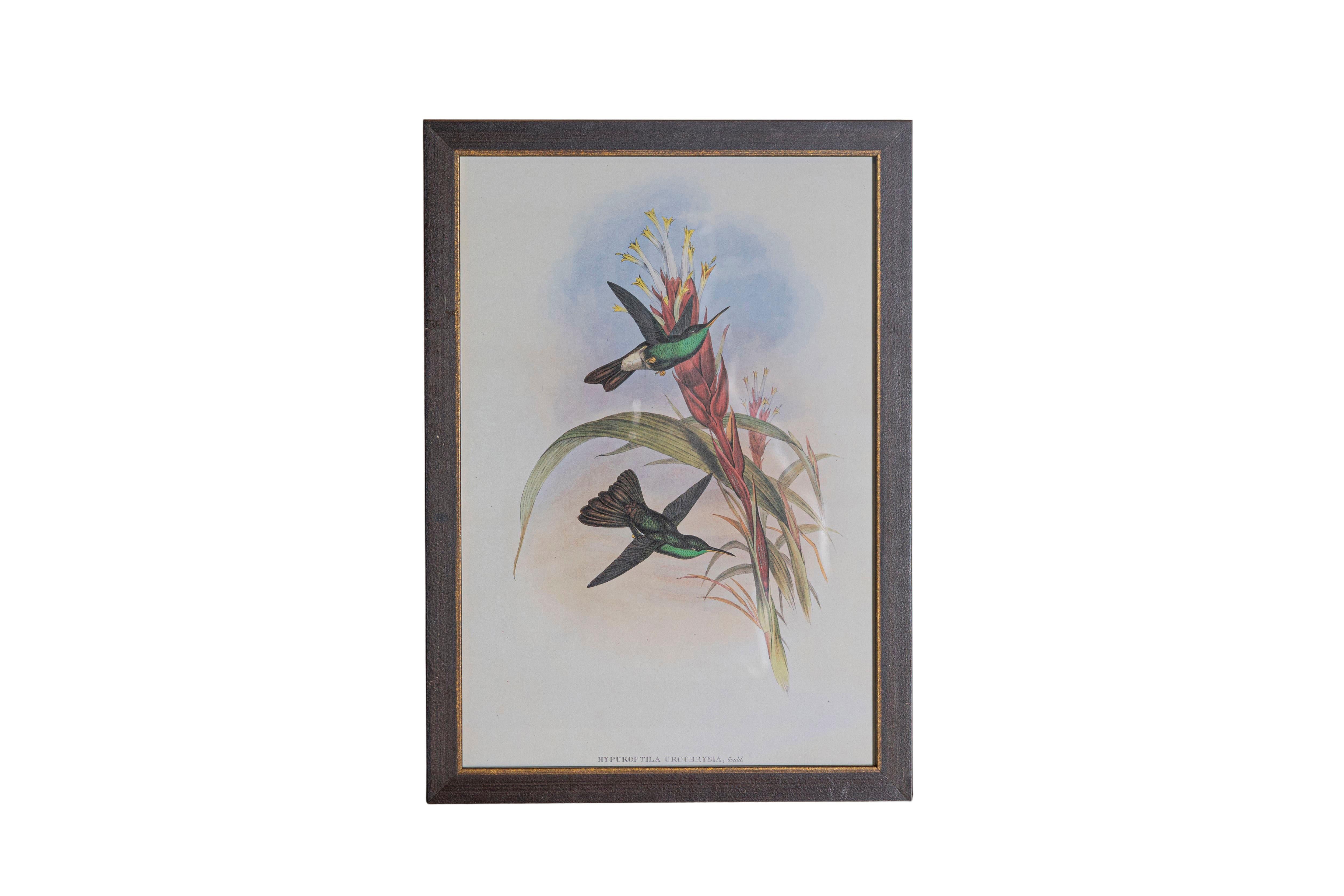 Ensemble de 12 gravures d'oiseaux du 19e siècle en vente 1