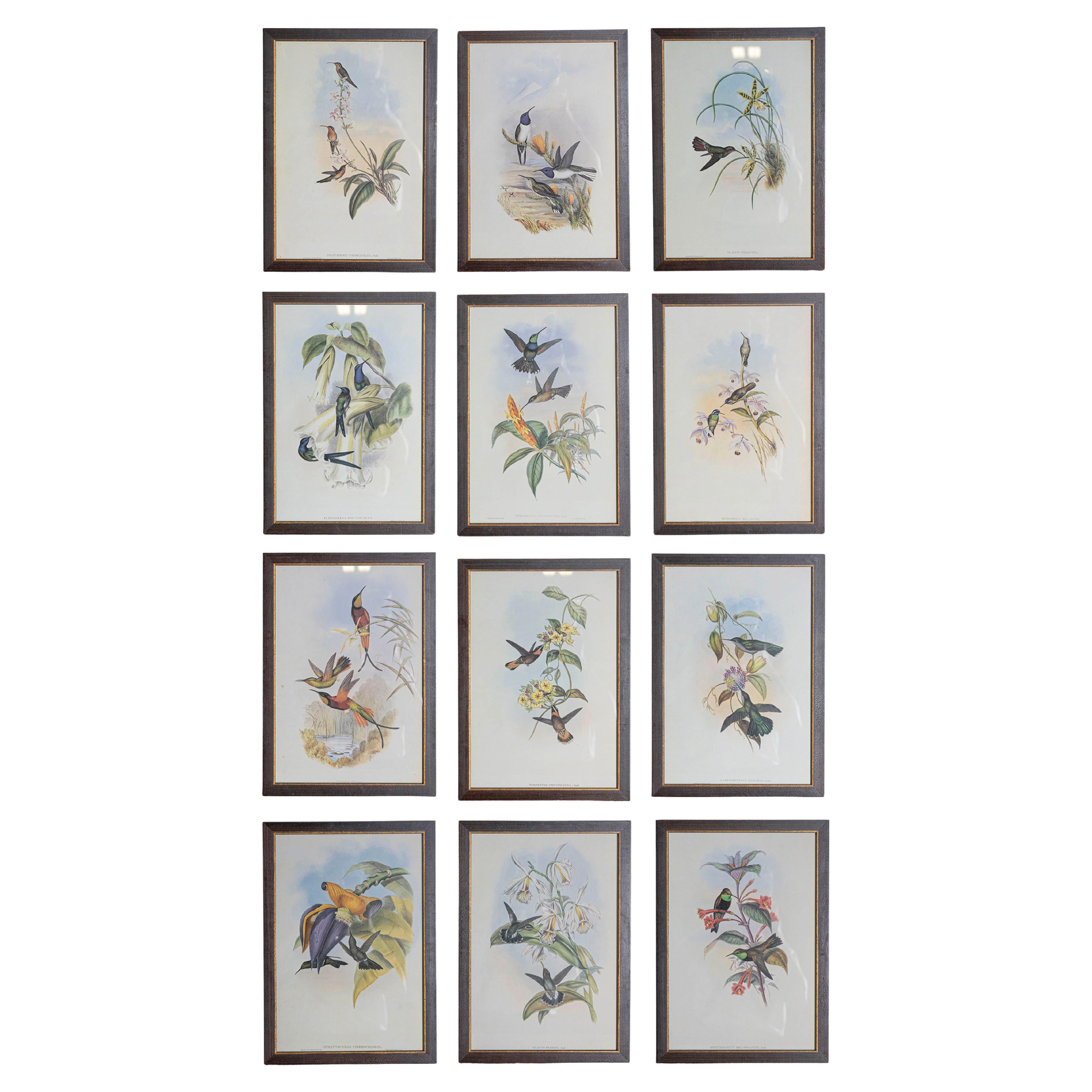 Set of 12 19th Century Bird prints